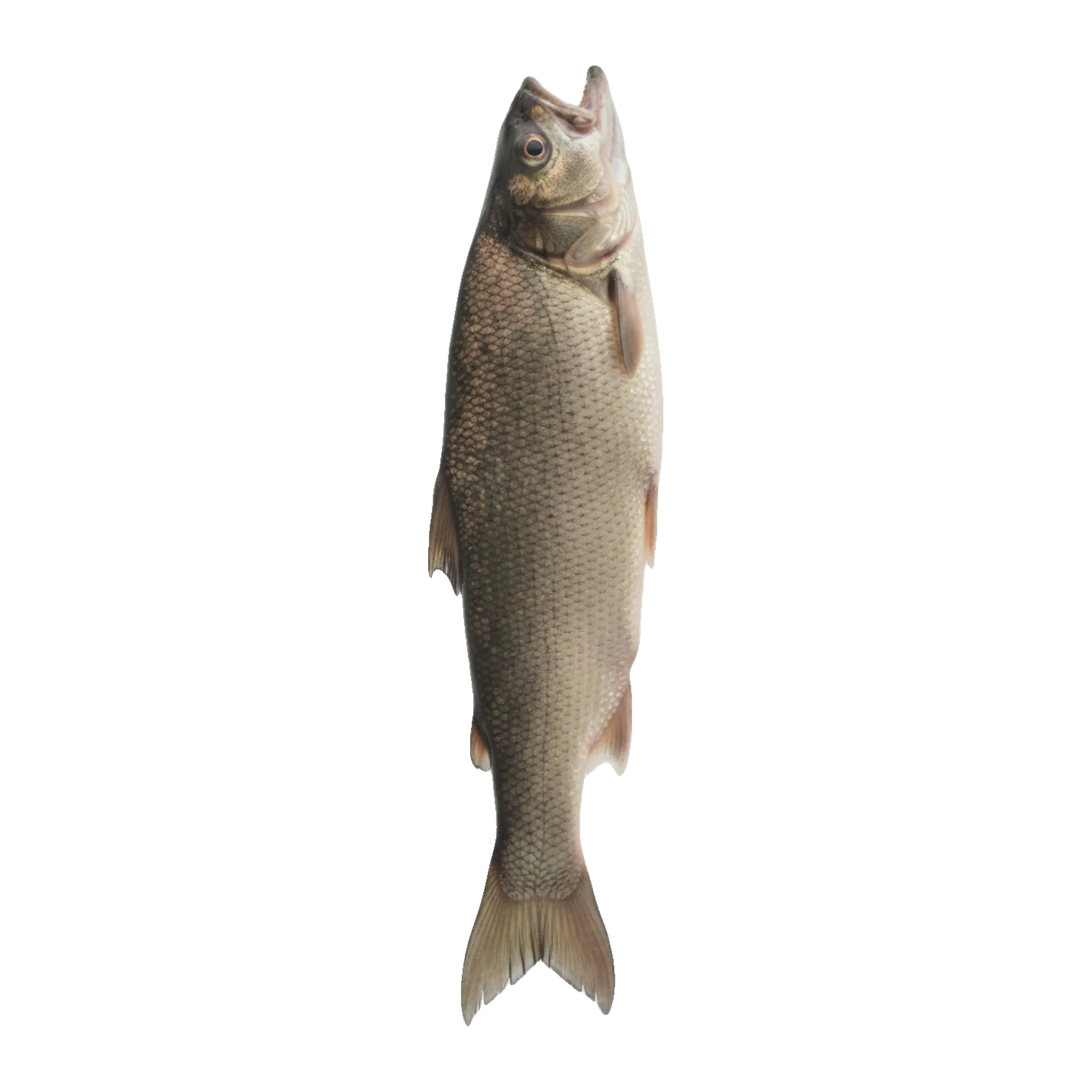 The original catch
