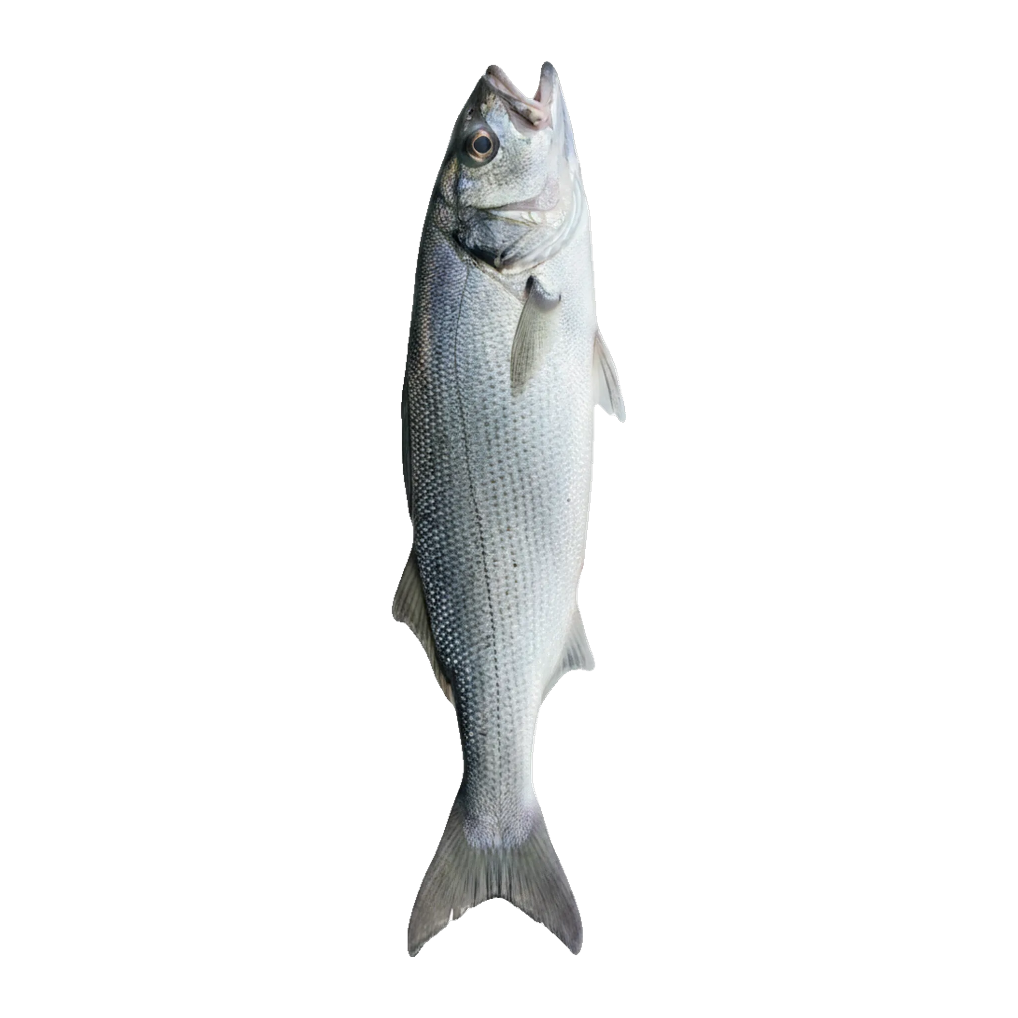 The original catch