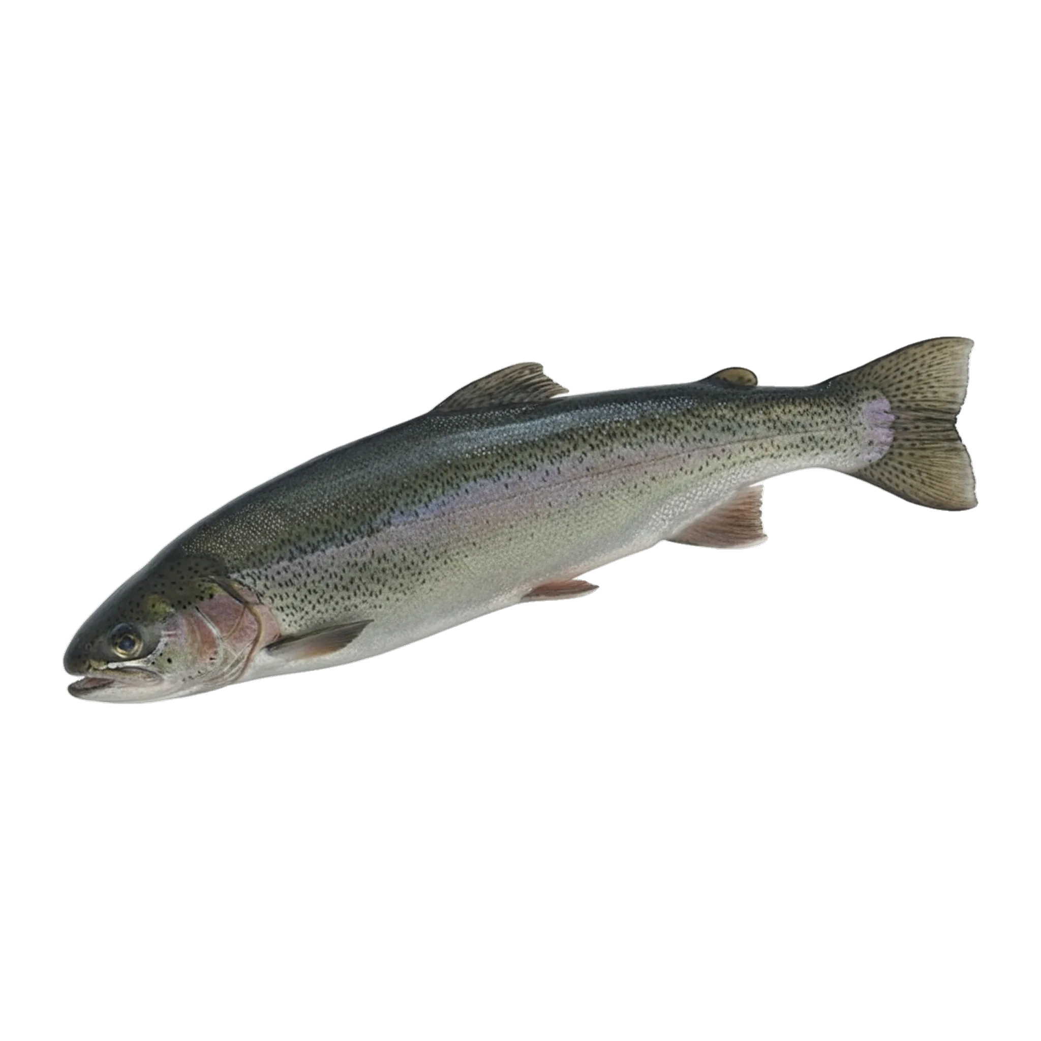 The original catch