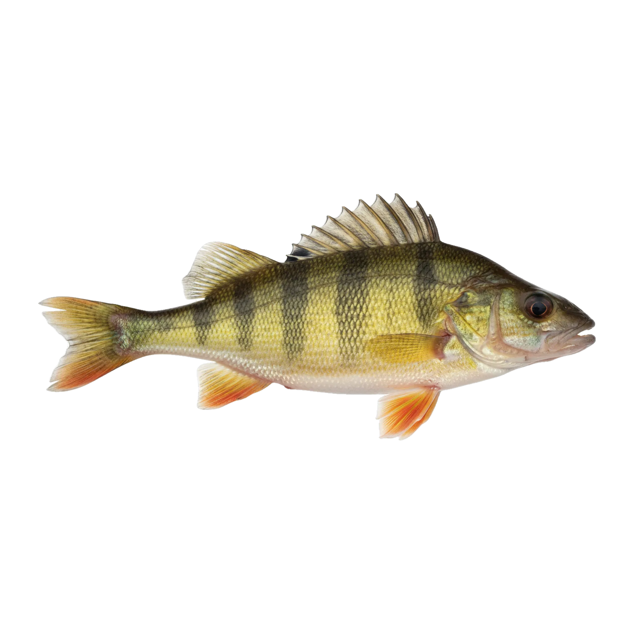 The original catch
