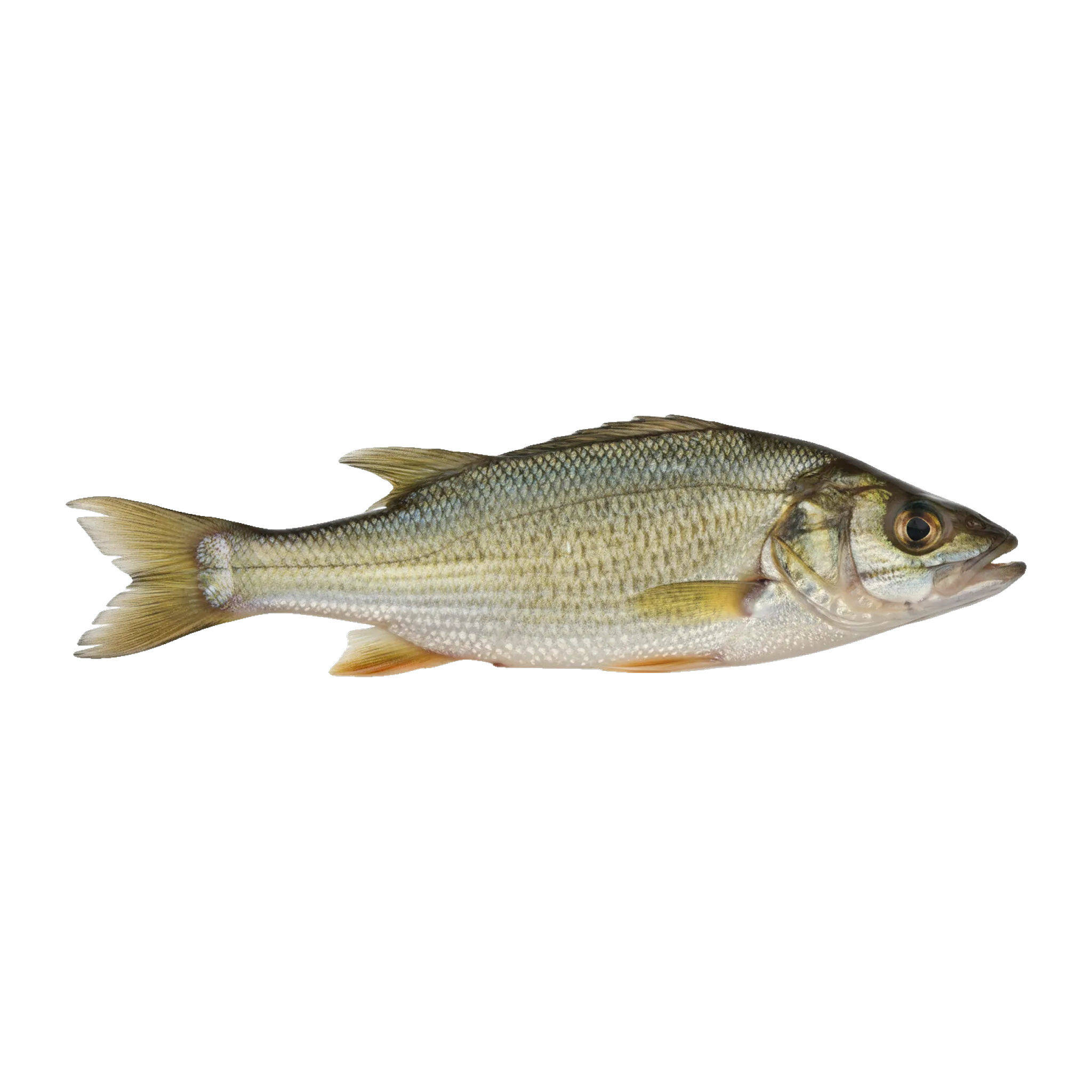 The original catch