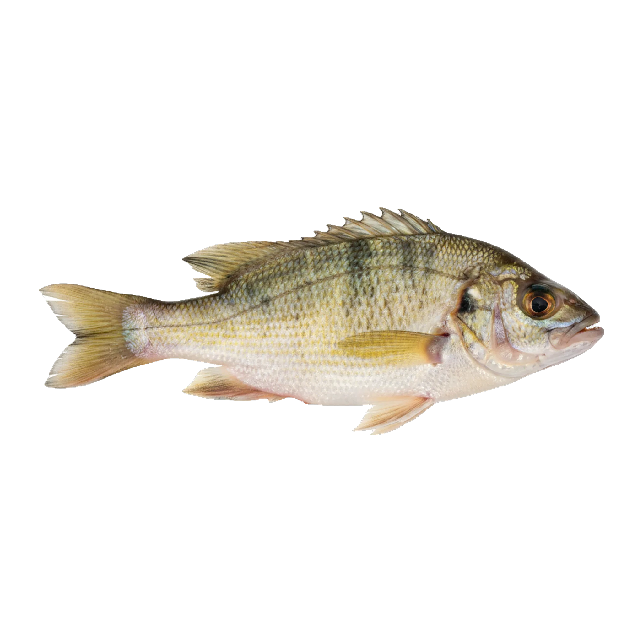 The original catch