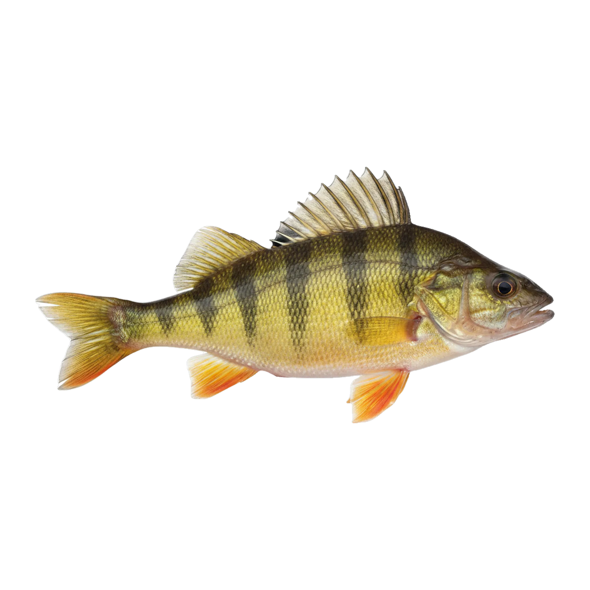 The original catch