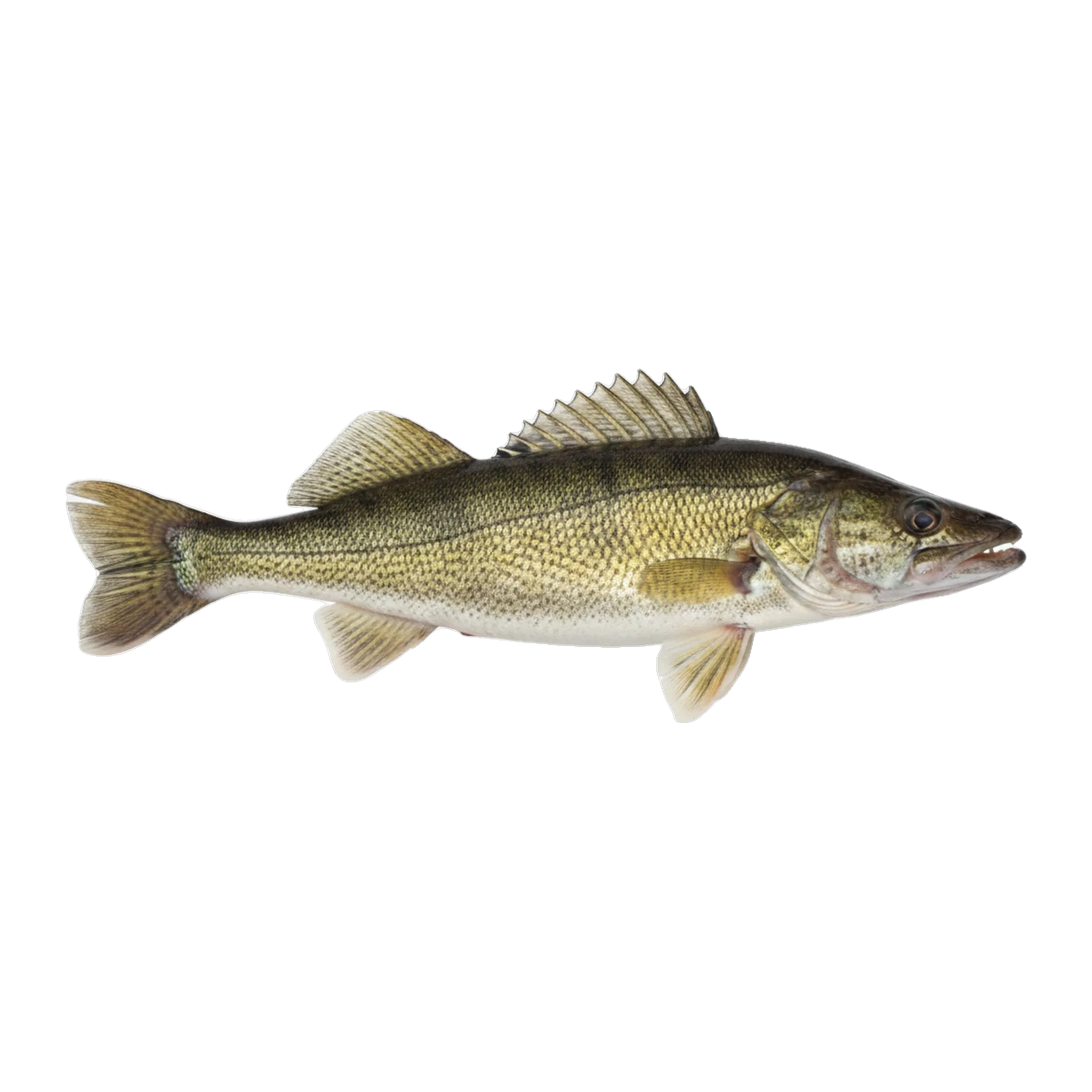 The original catch