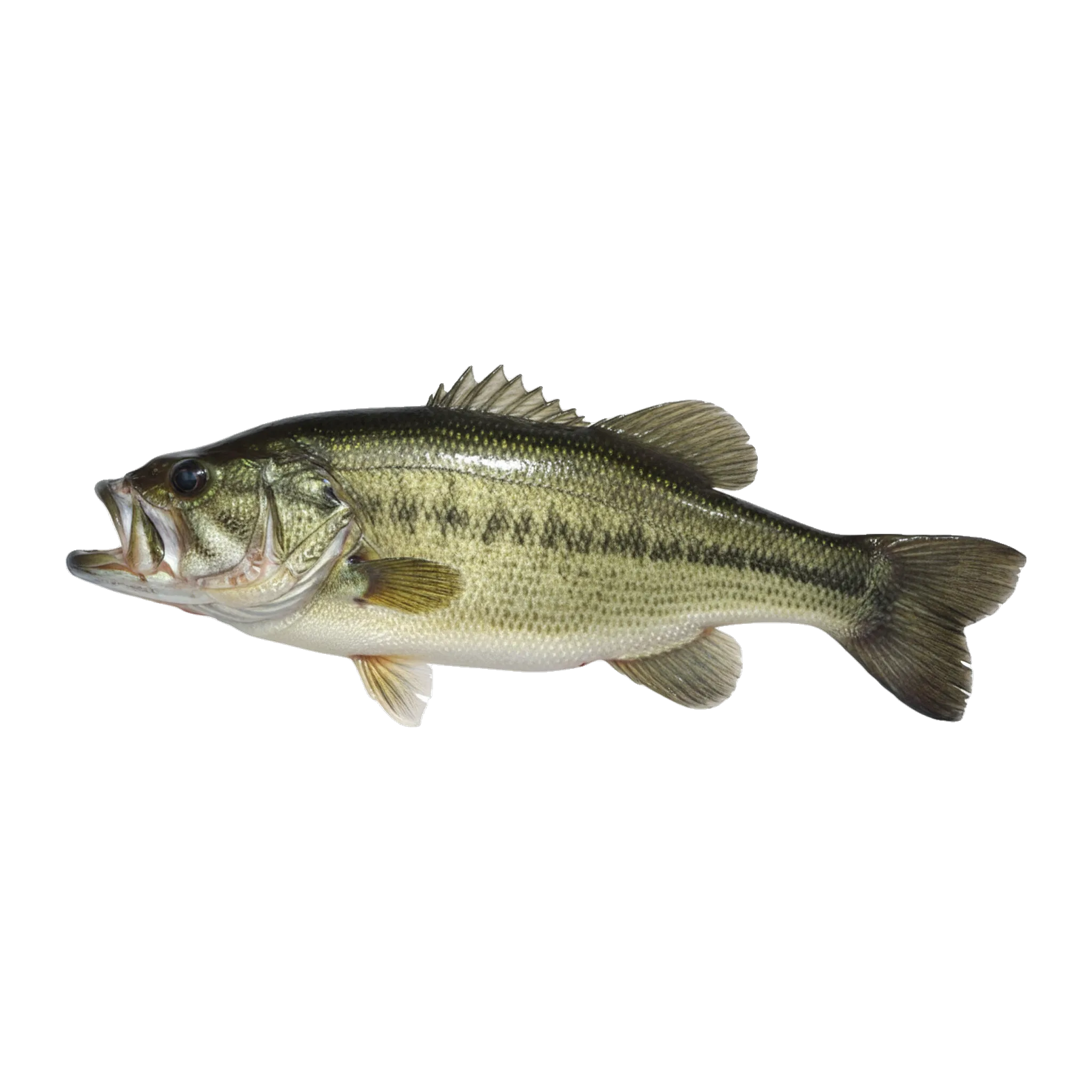 The original catch