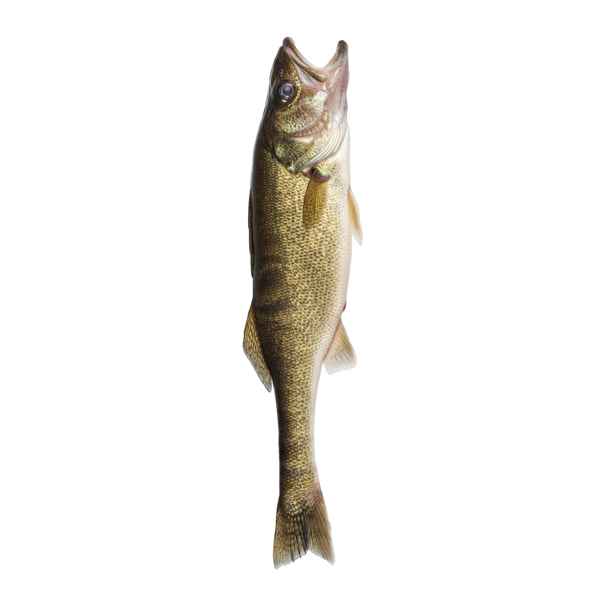 The original catch
