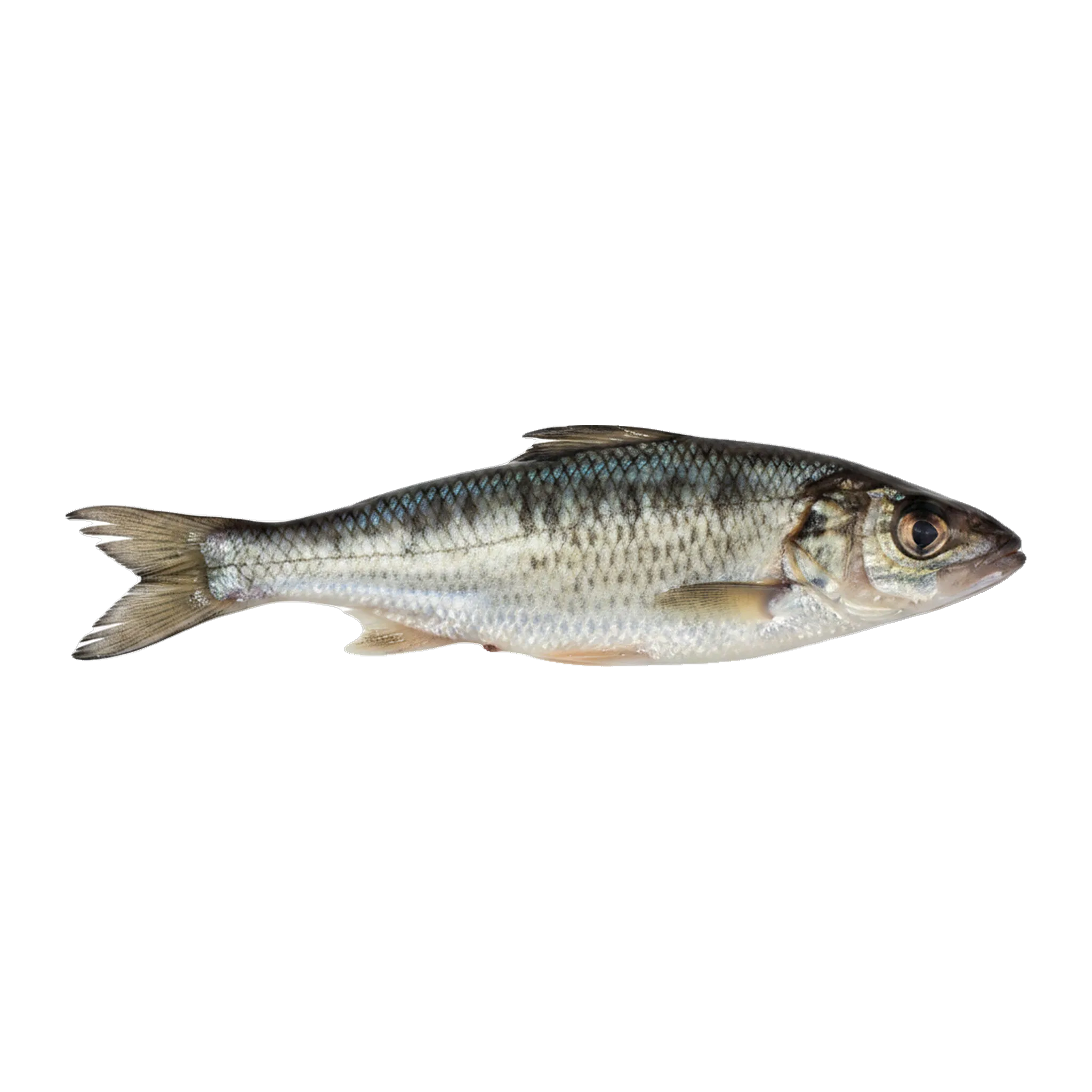 The original catch
