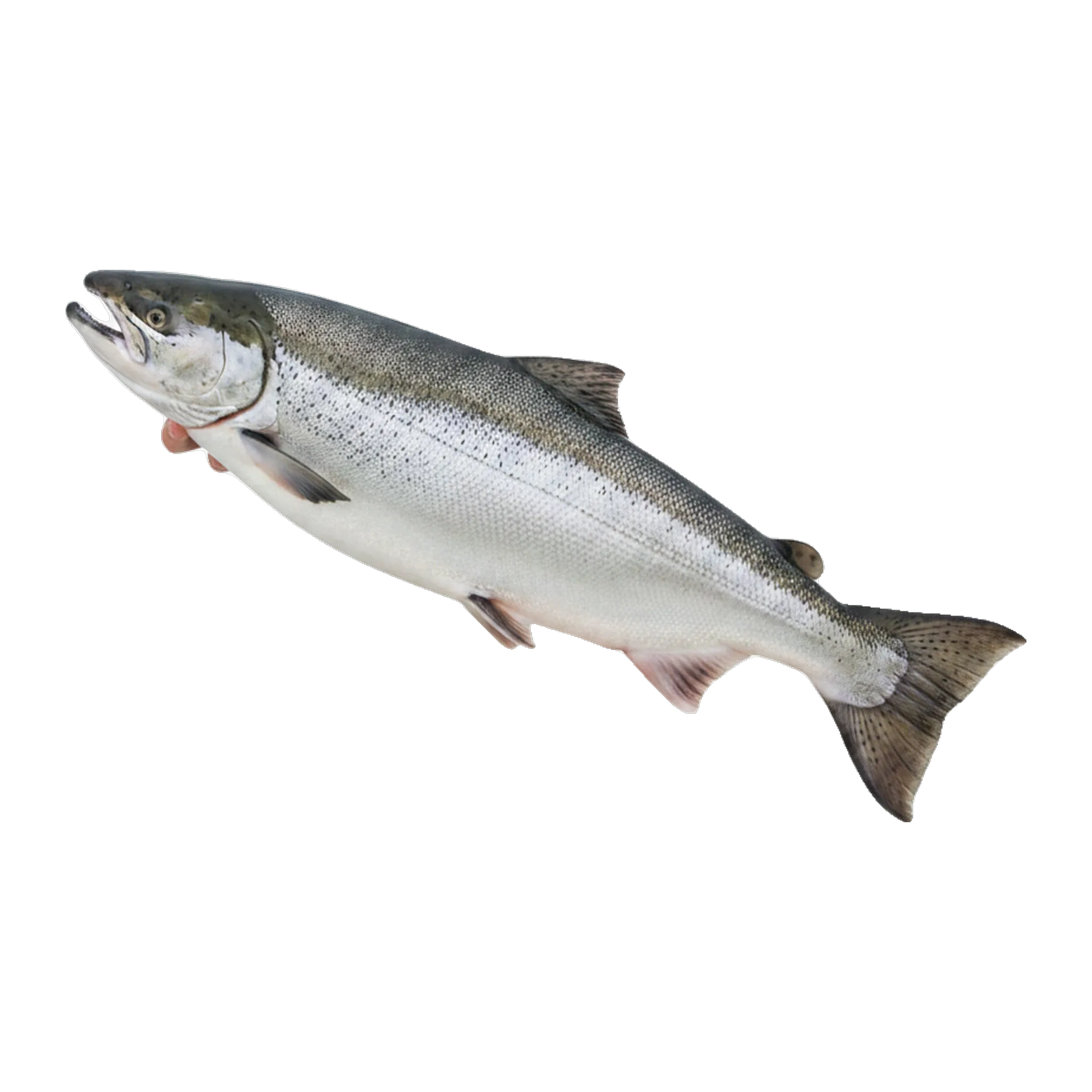 The original catch