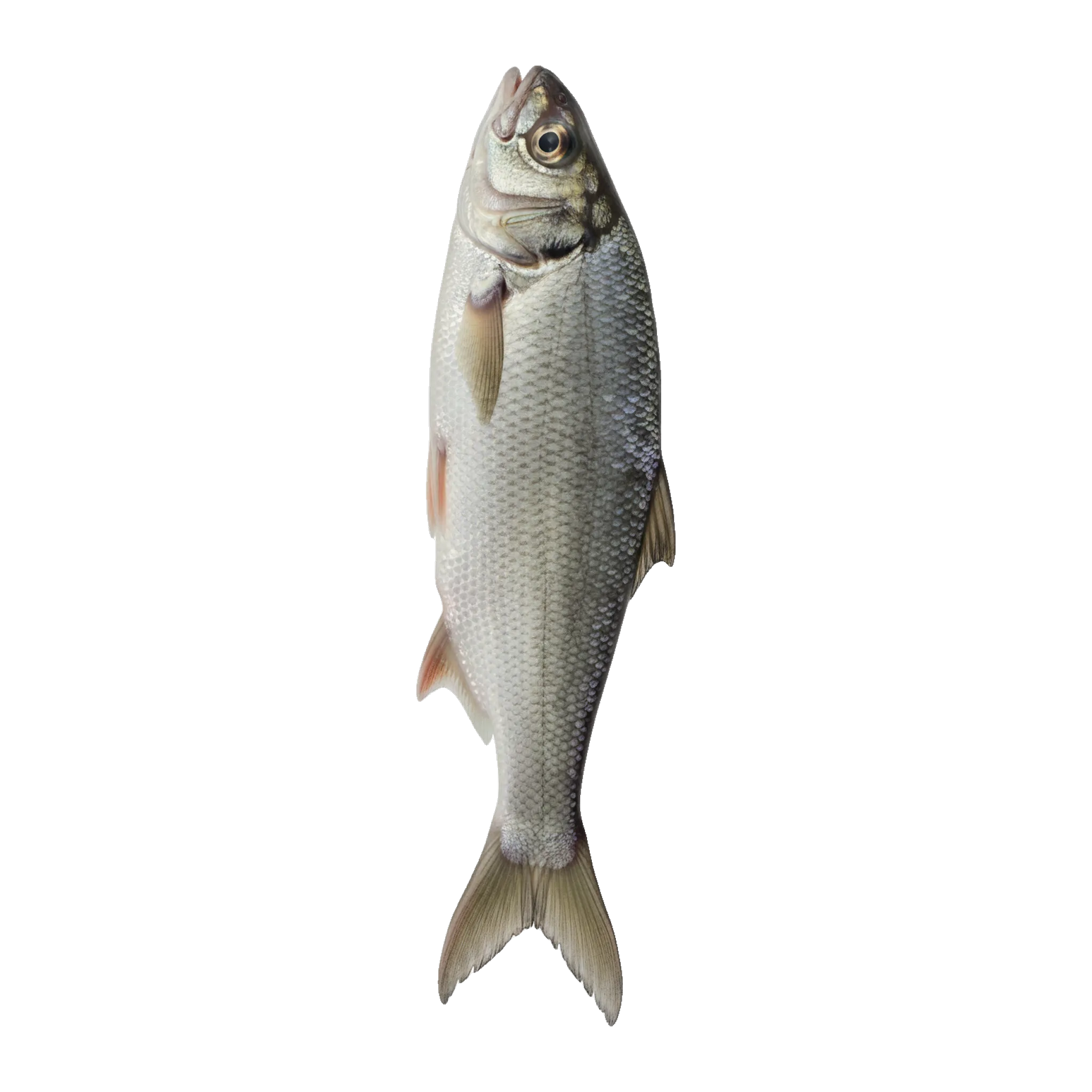 The original catch