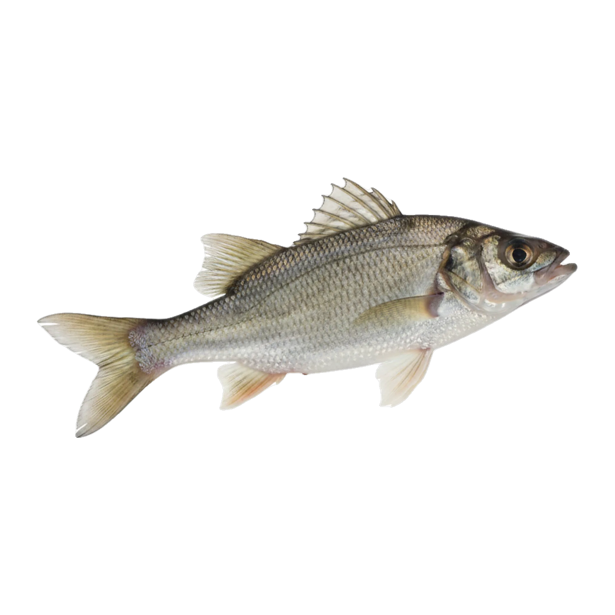 The original catch
