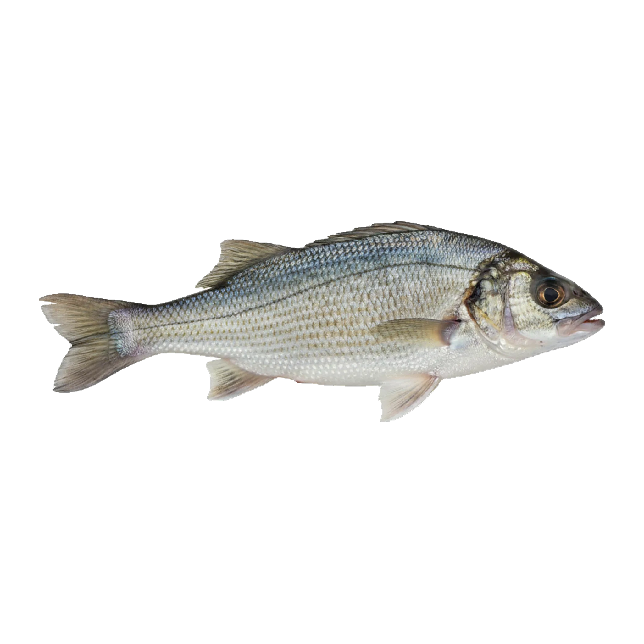 The original catch