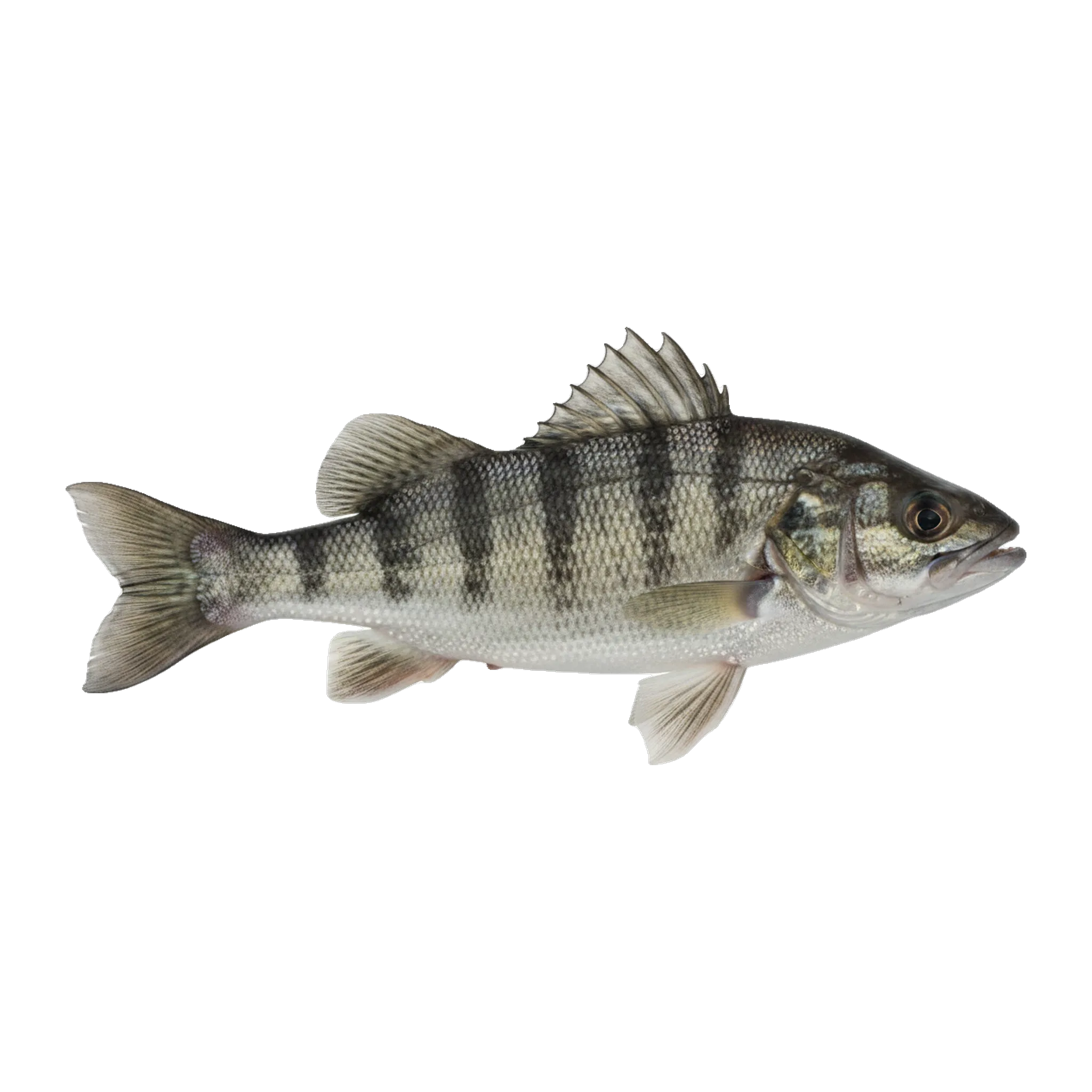 The original catch