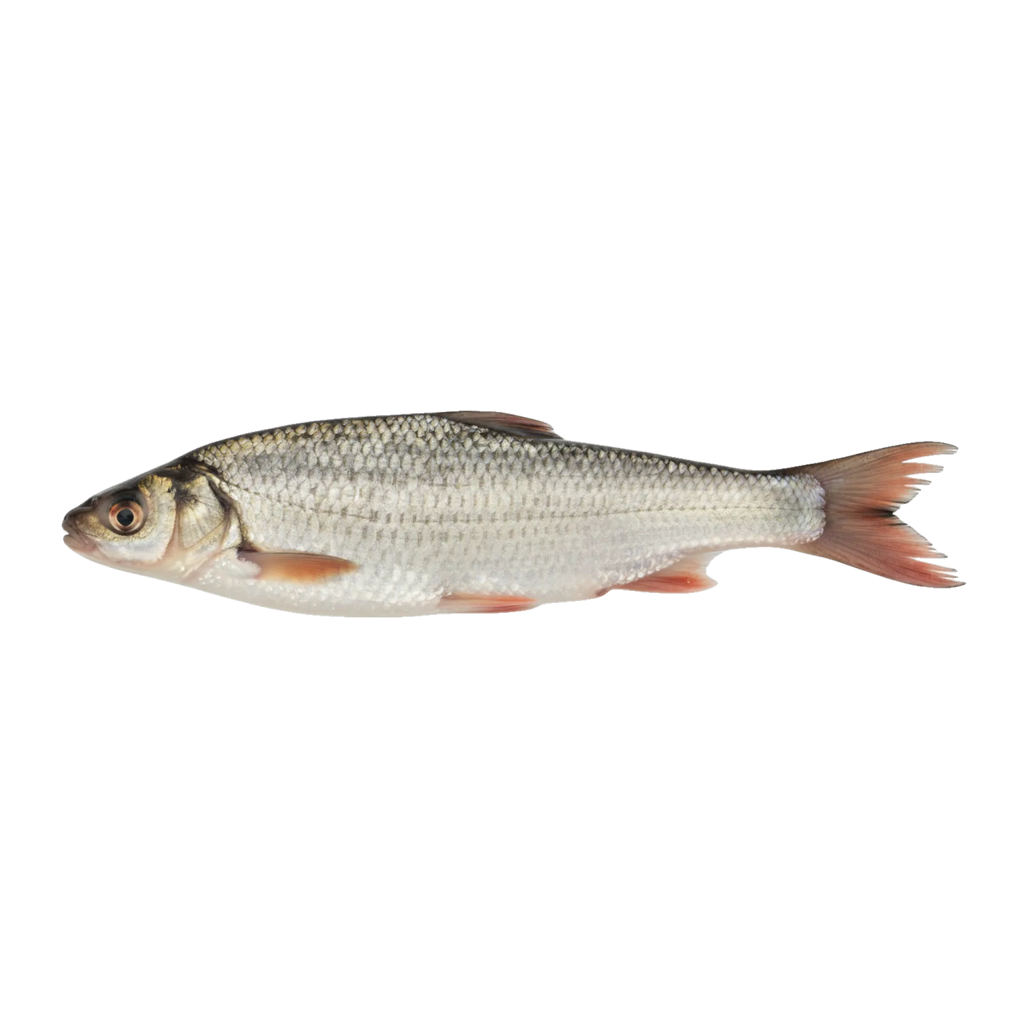 The original catch