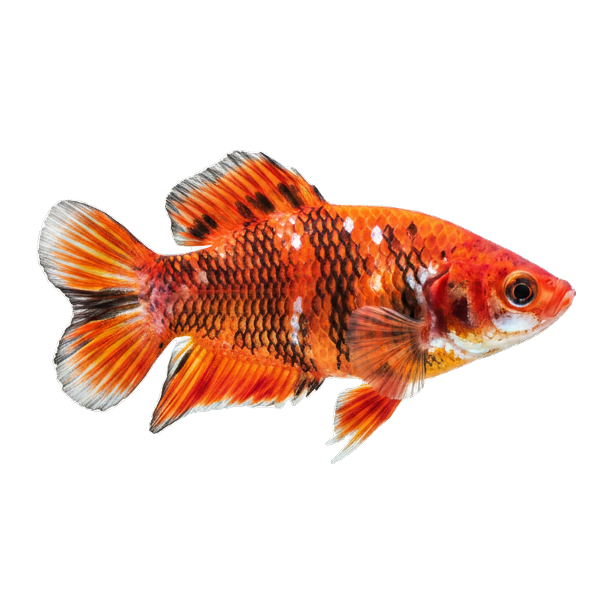The original catch