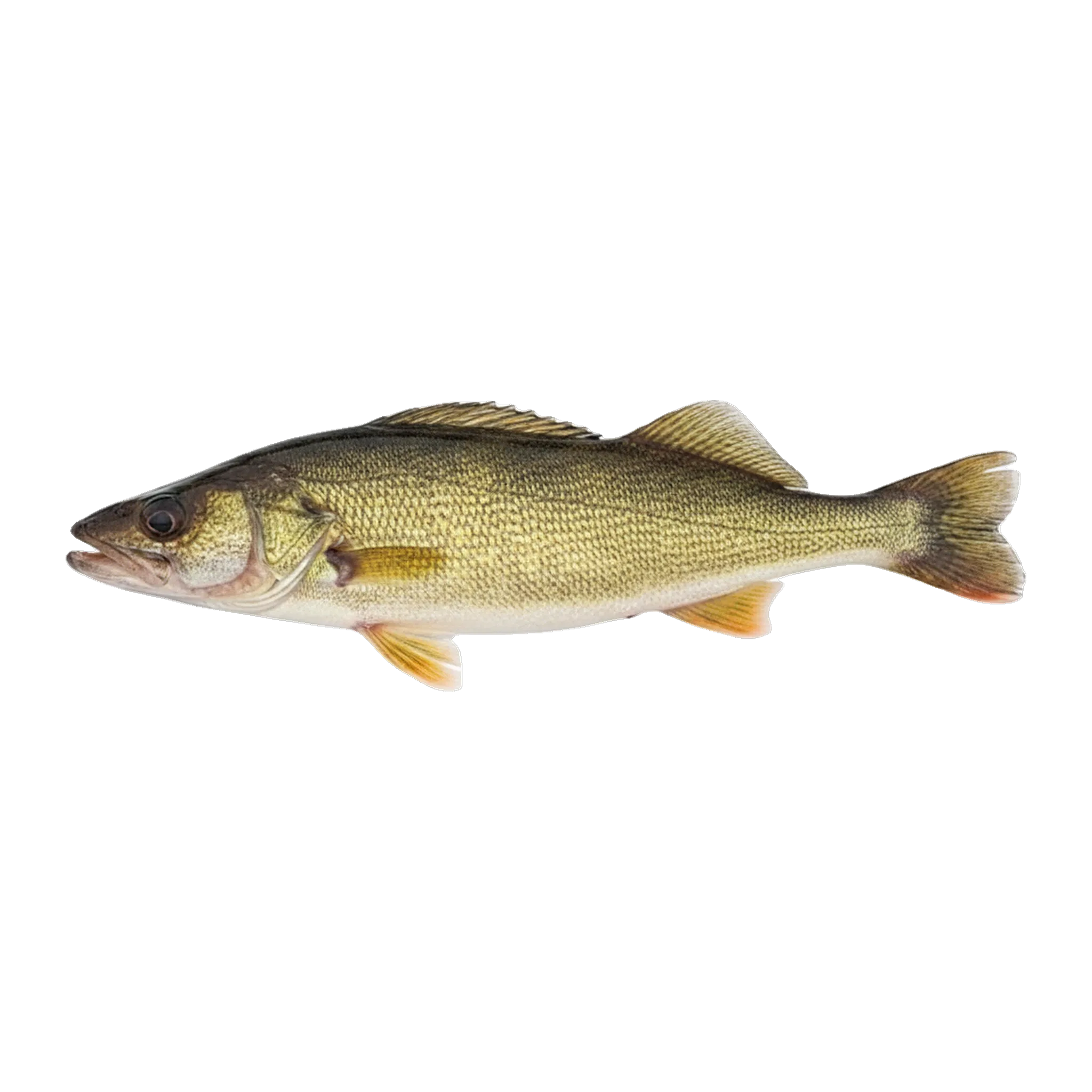 The original catch