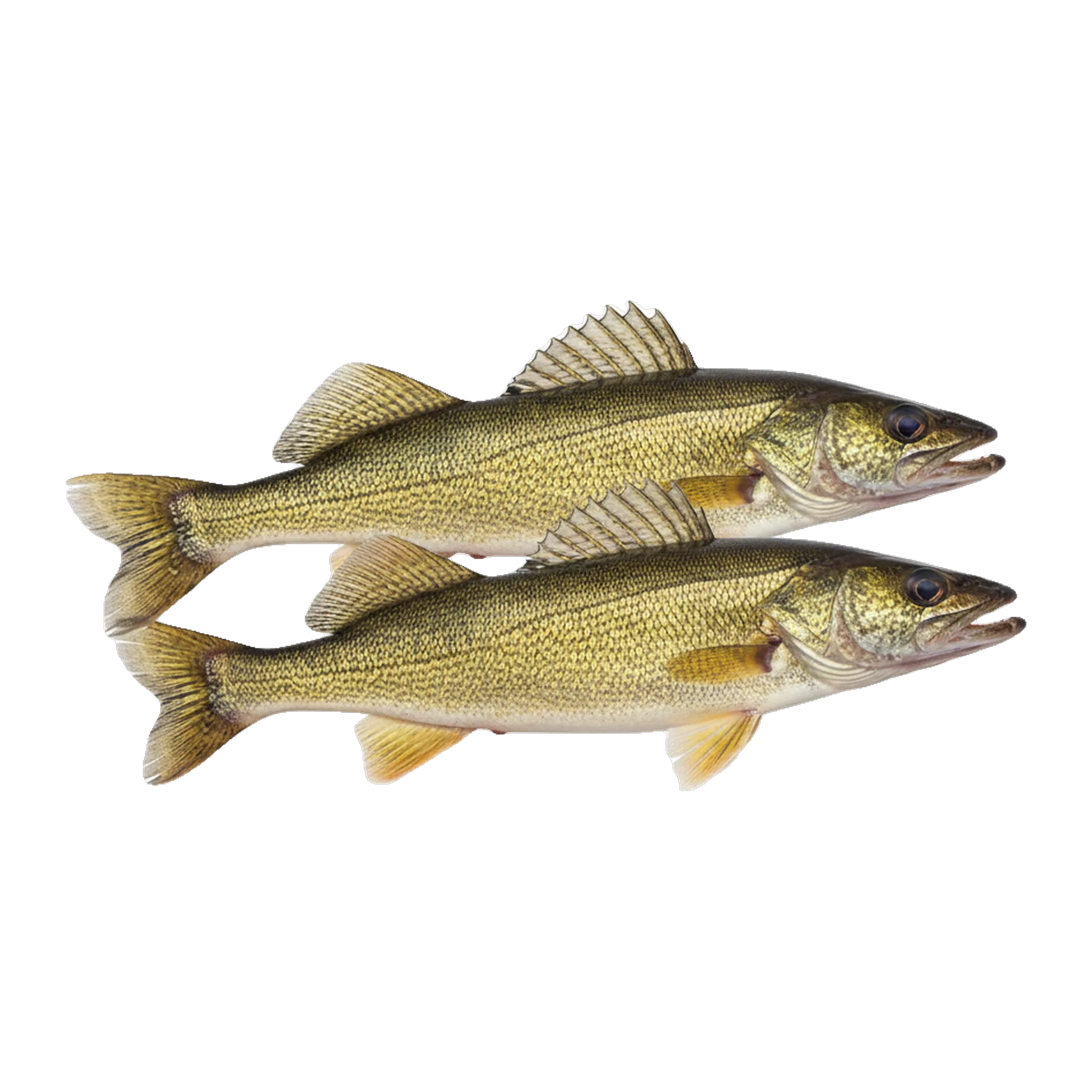 The original catch