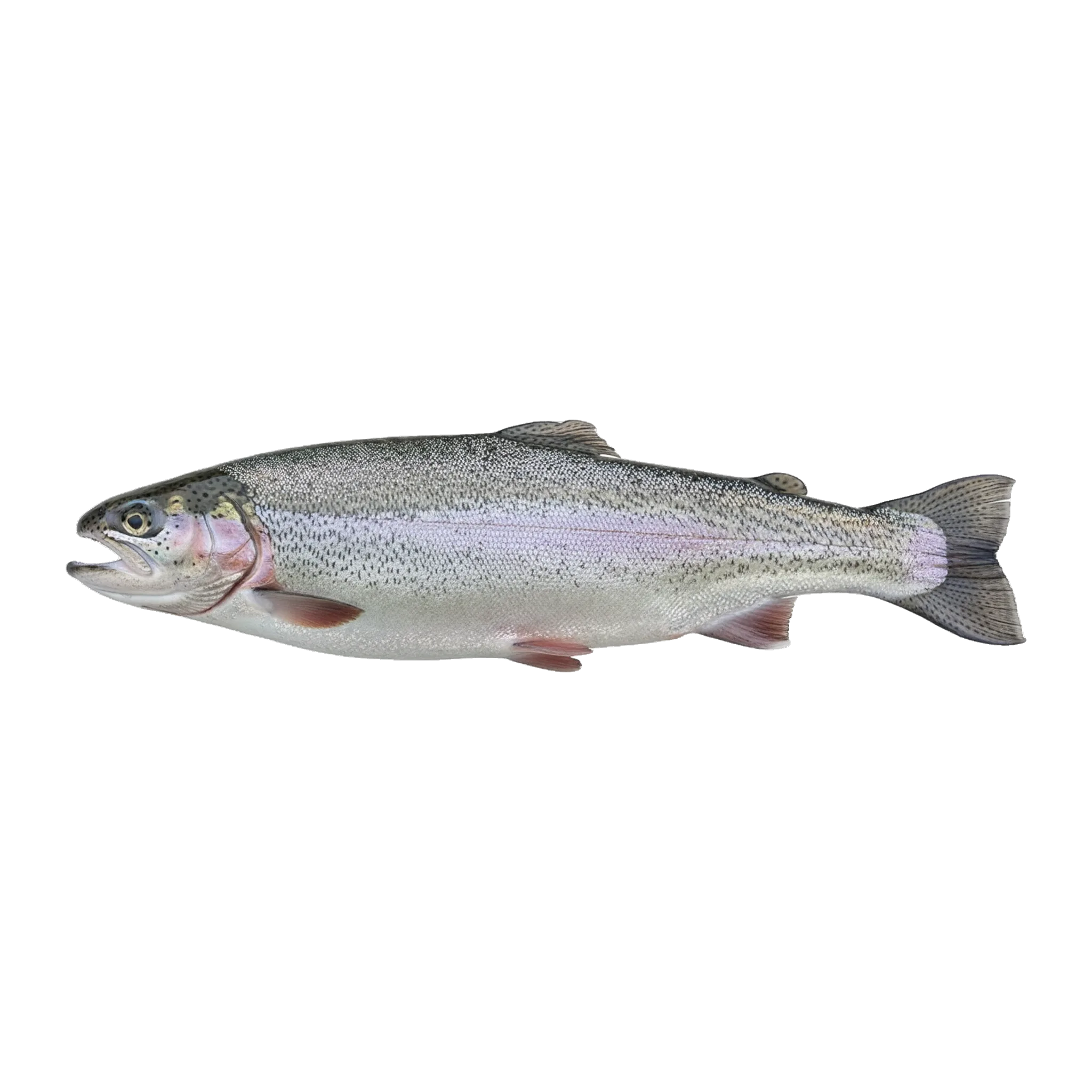 The original catch