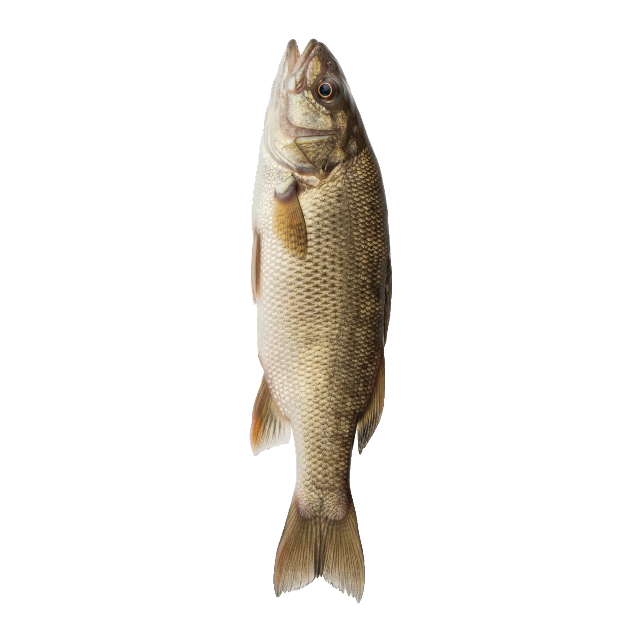 The original catch