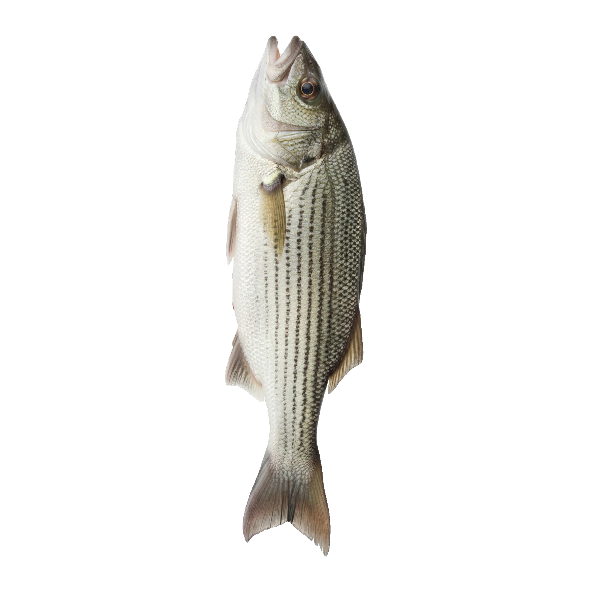 The original catch