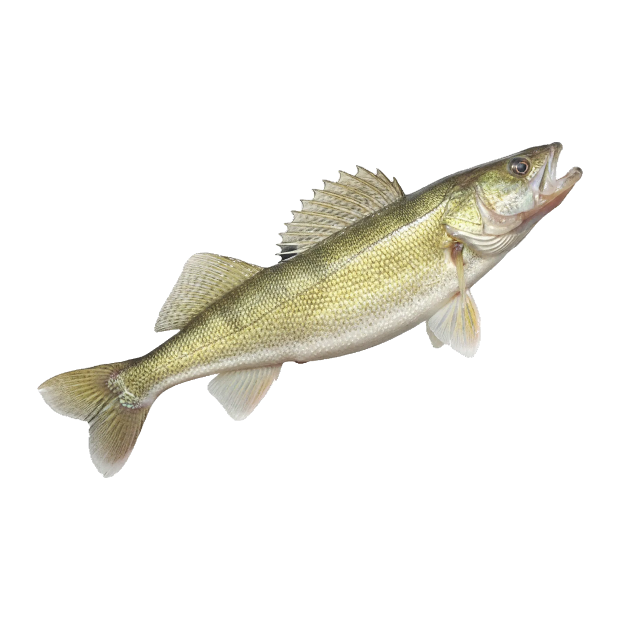 The original catch