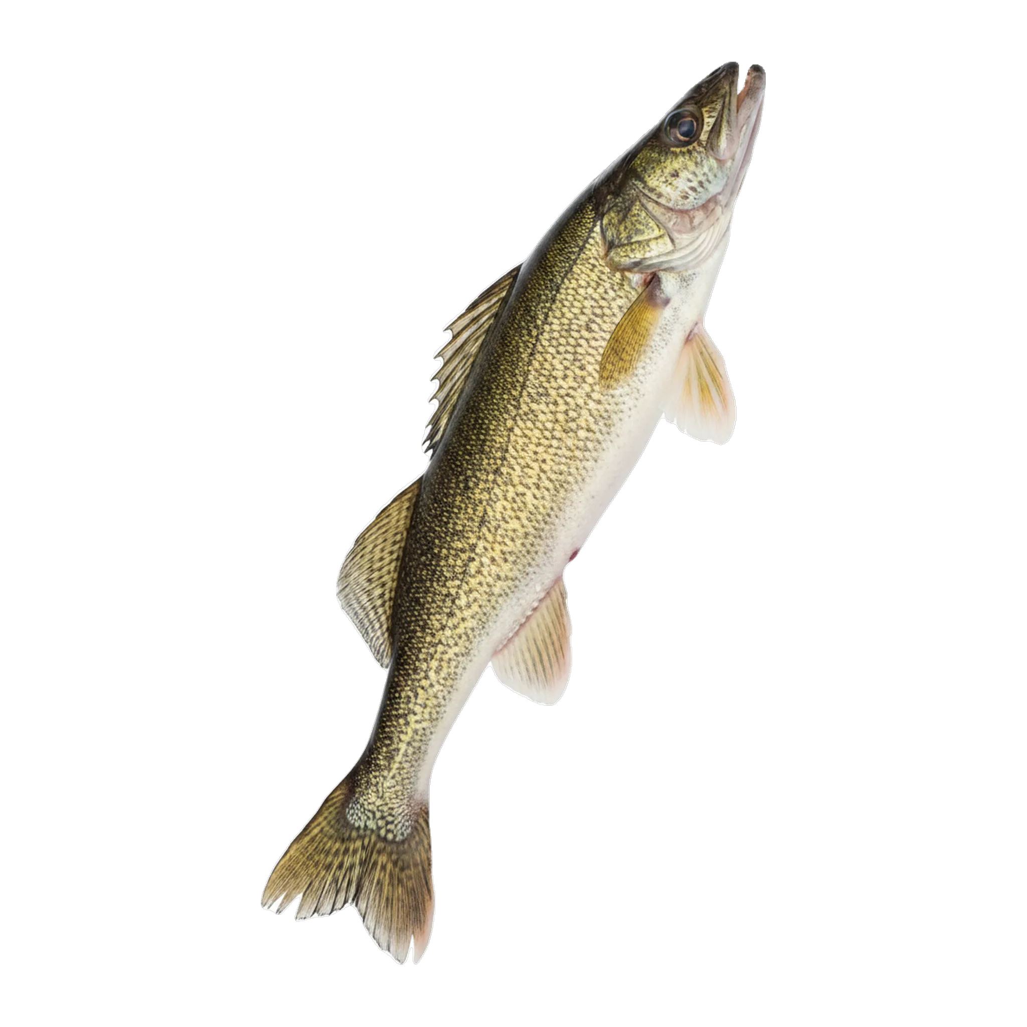 The original catch
