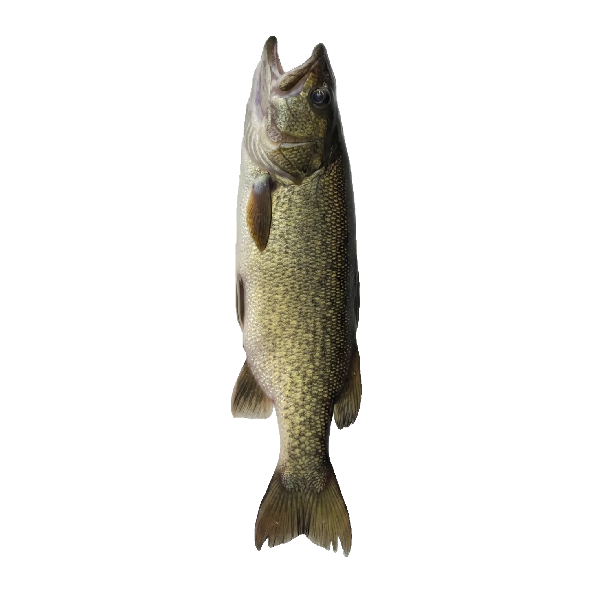 The original catch