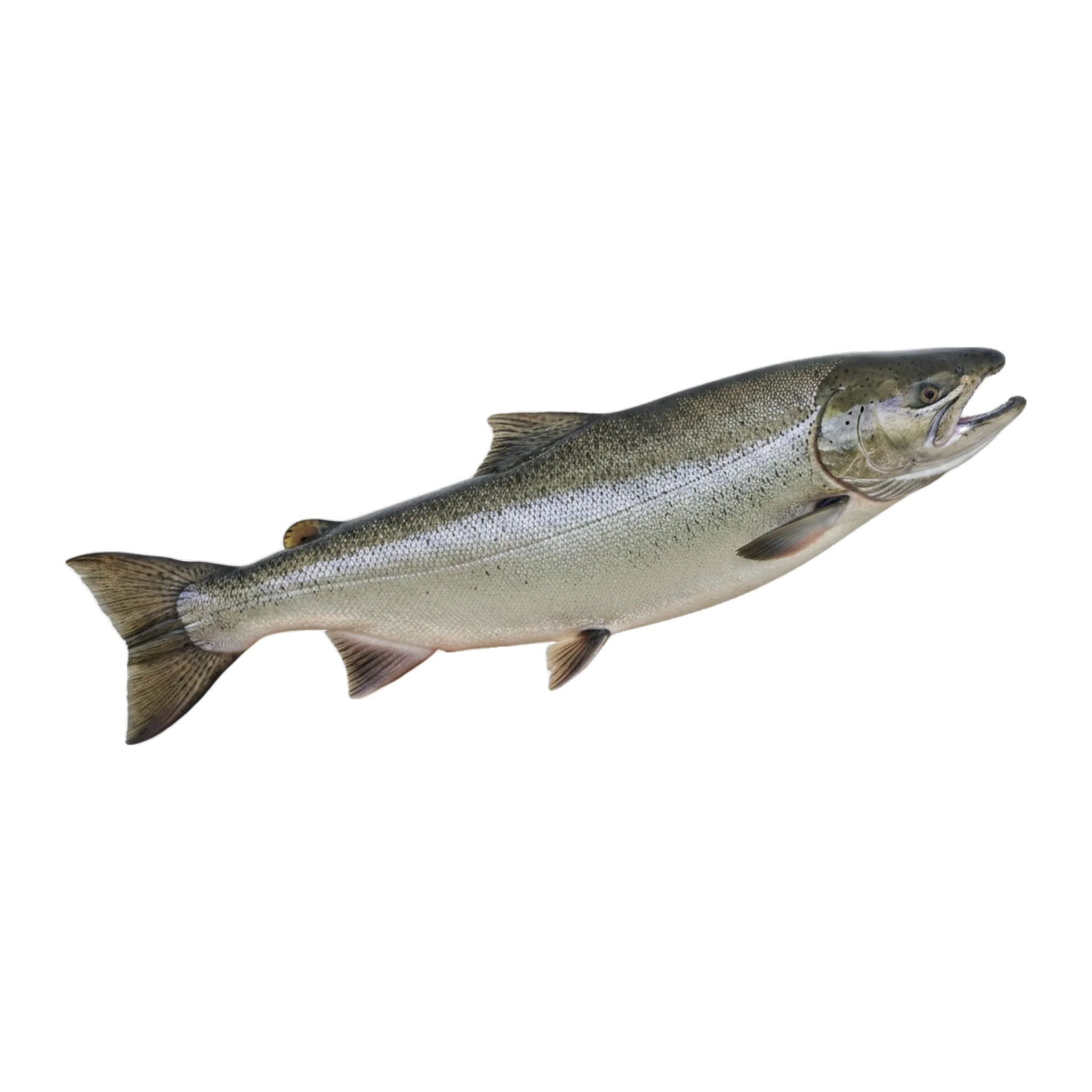 The original catch