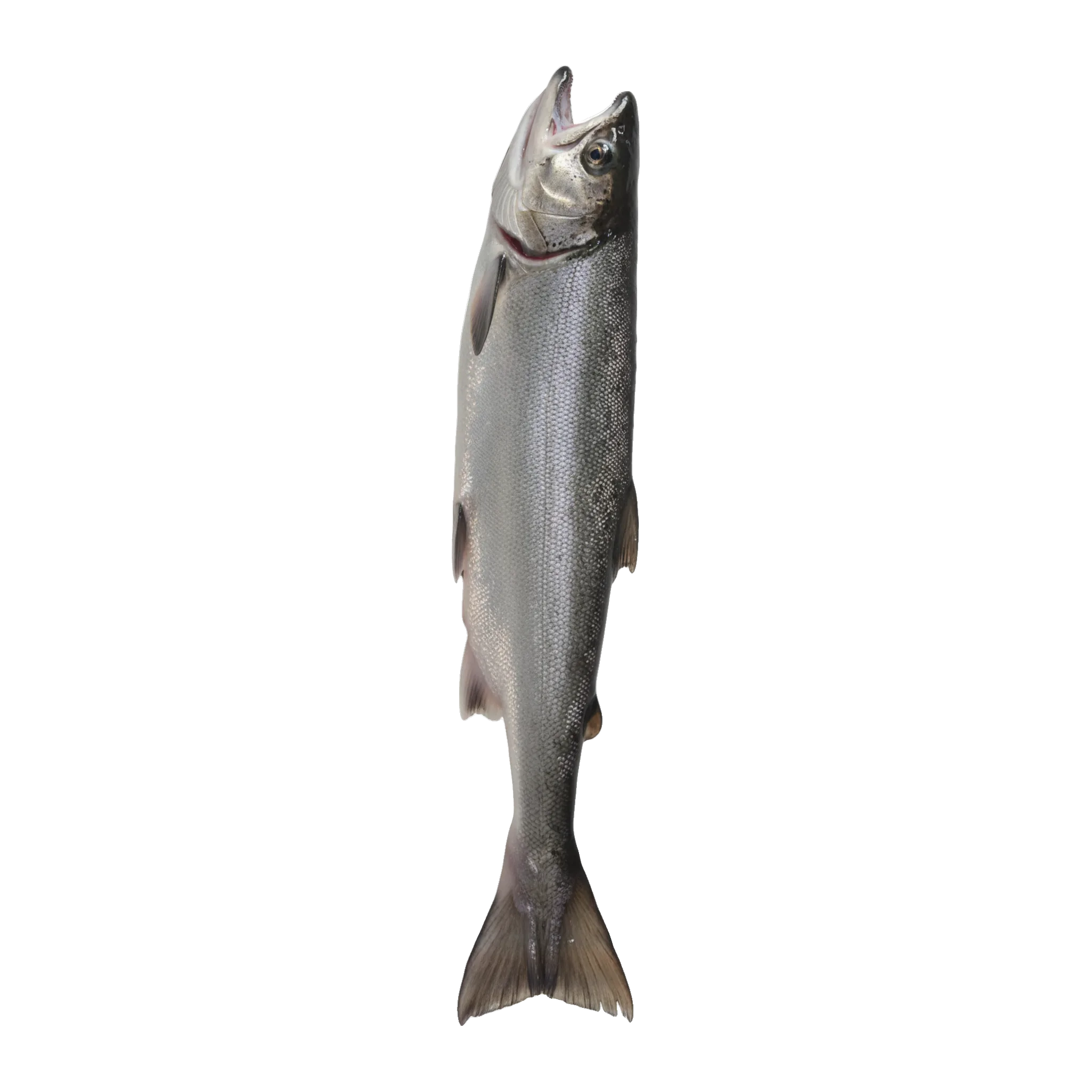 The original catch
