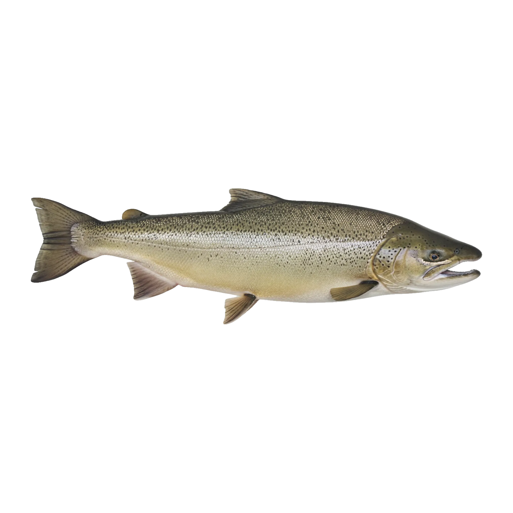 The original catch