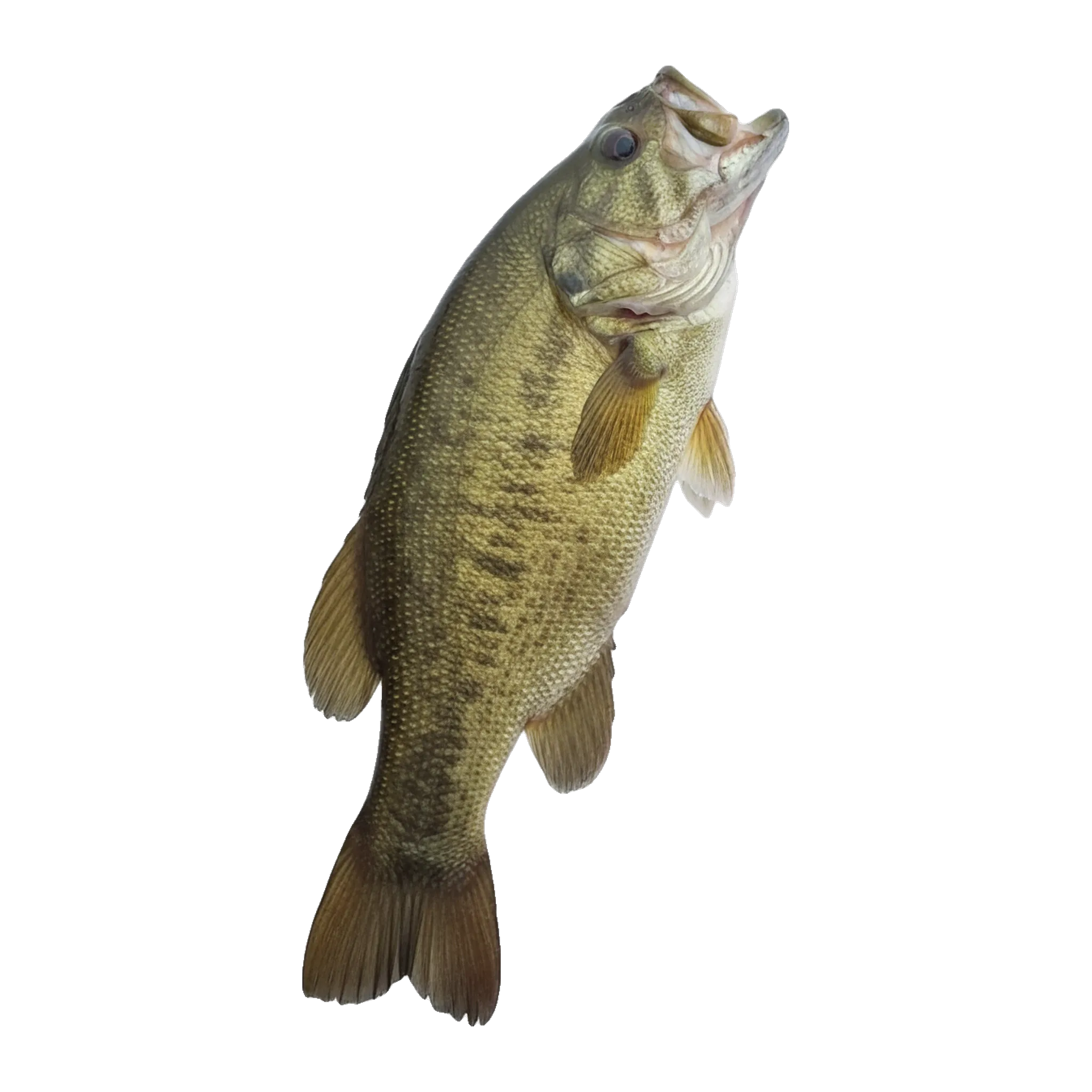 The original catch