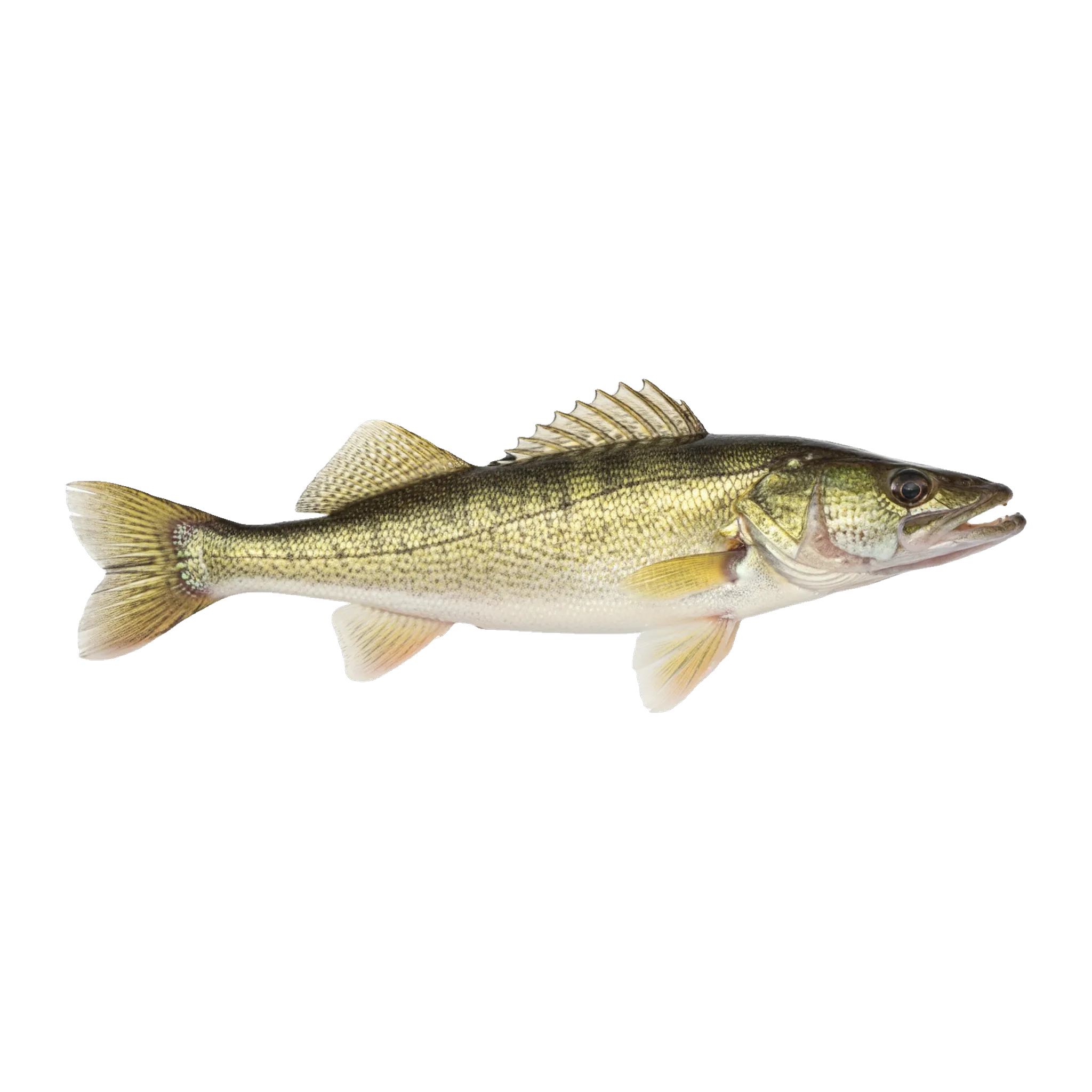 The original catch