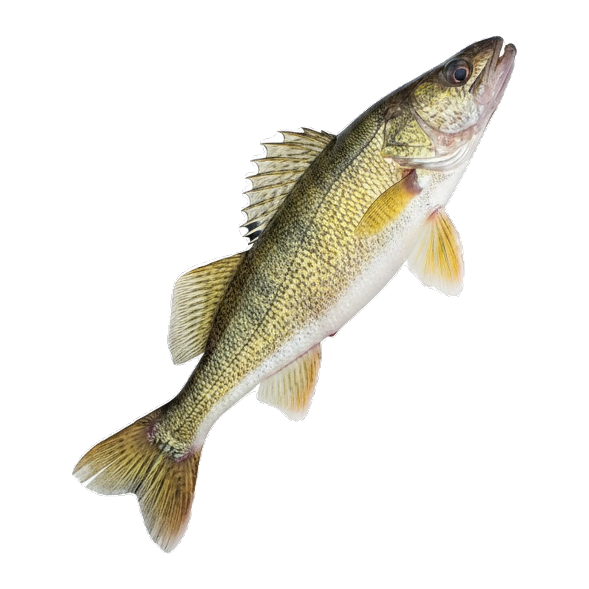 The original catch