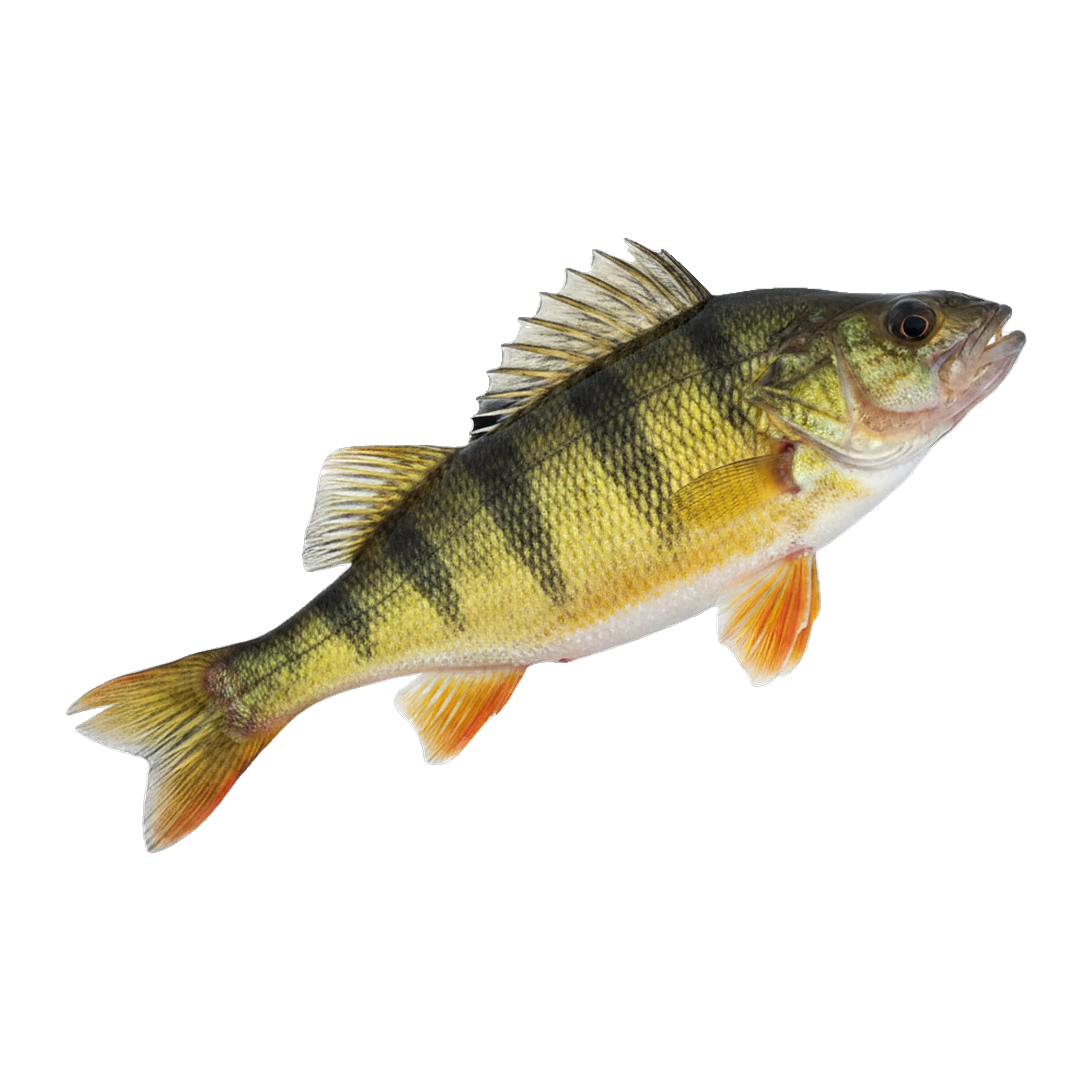 The original catch