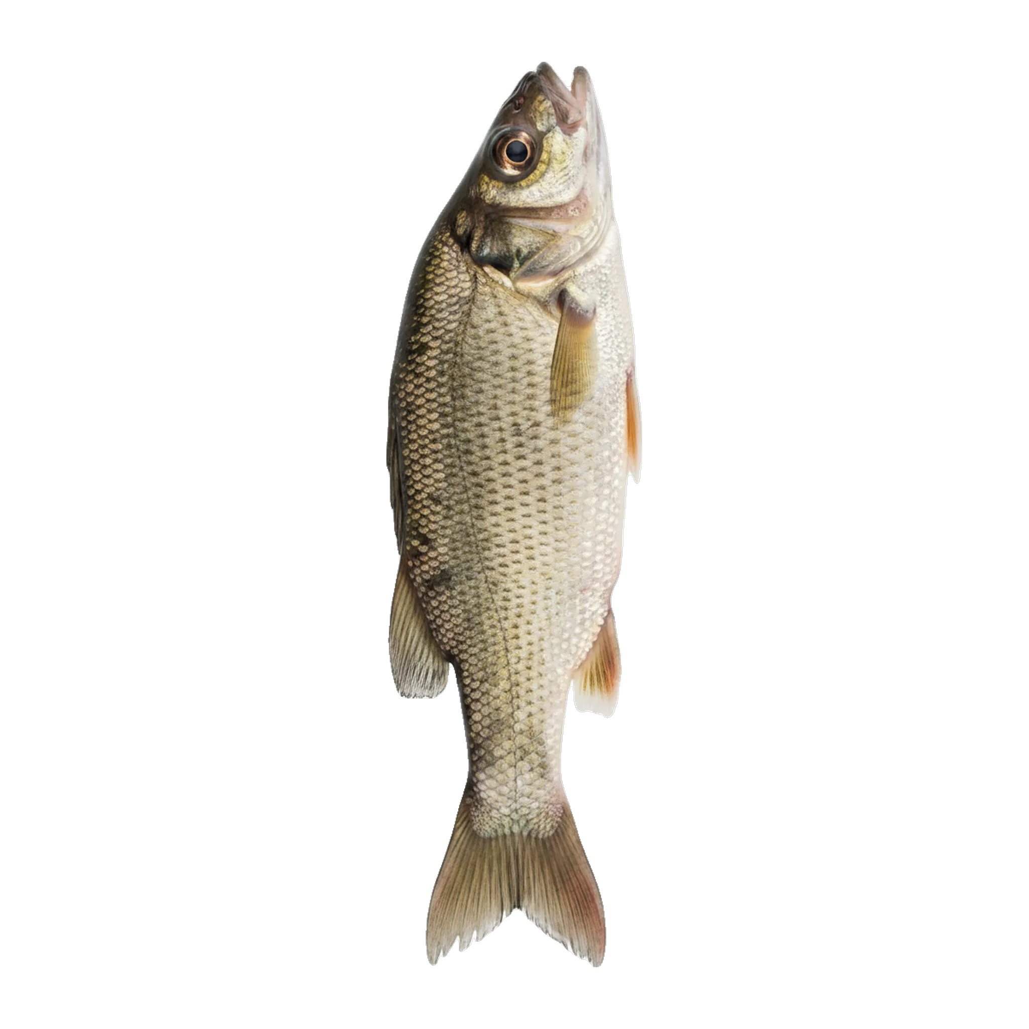 The original catch
