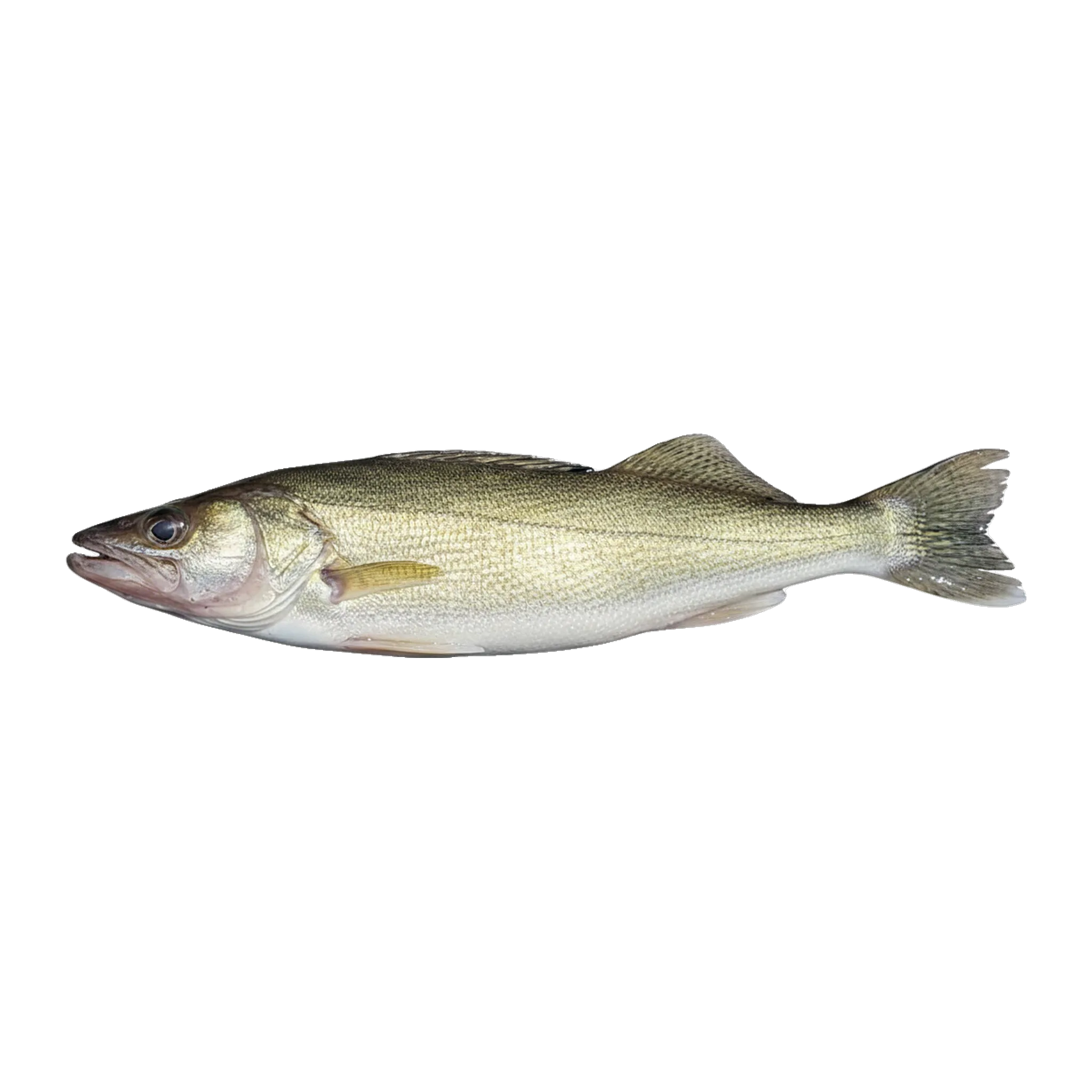 The original catch