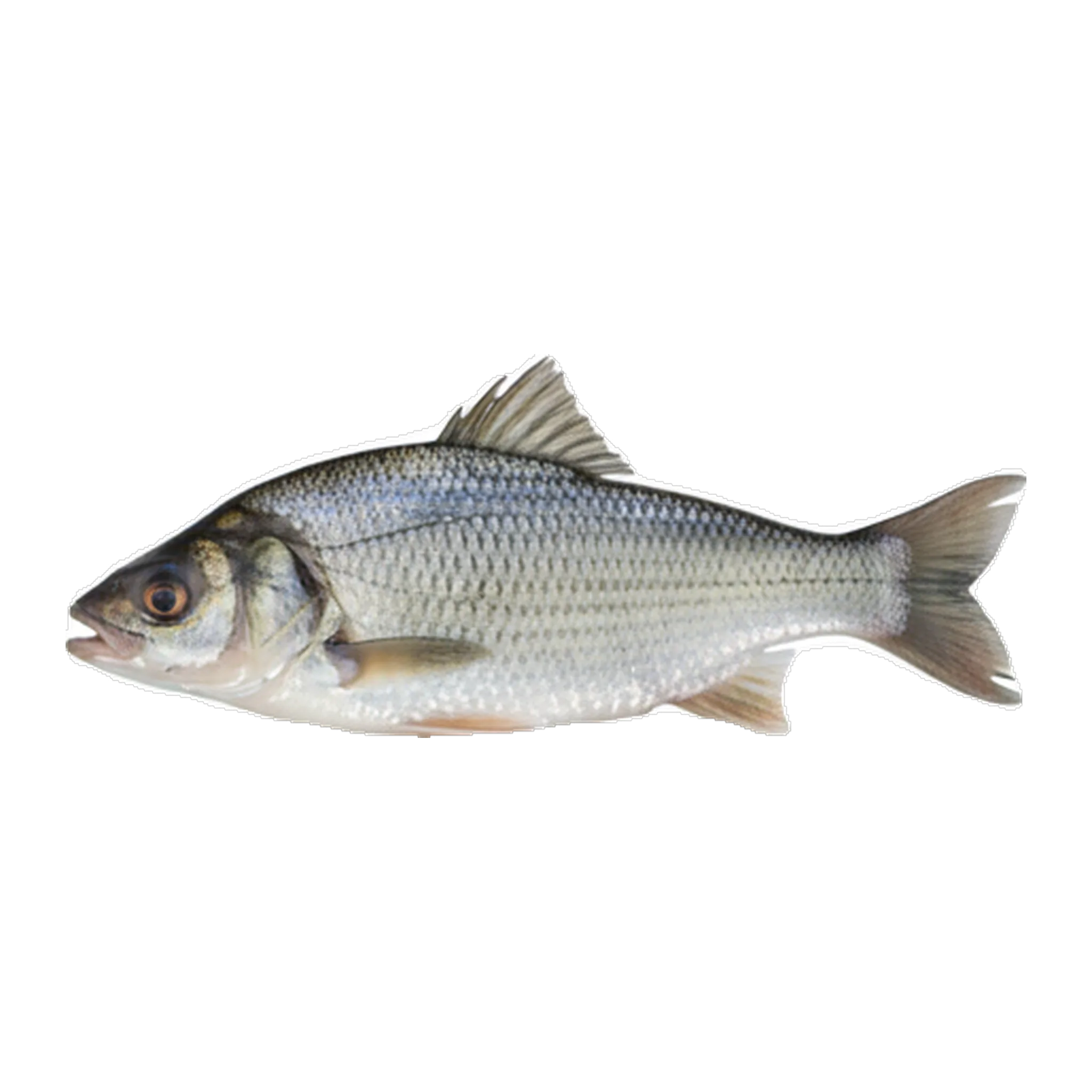 The original catch