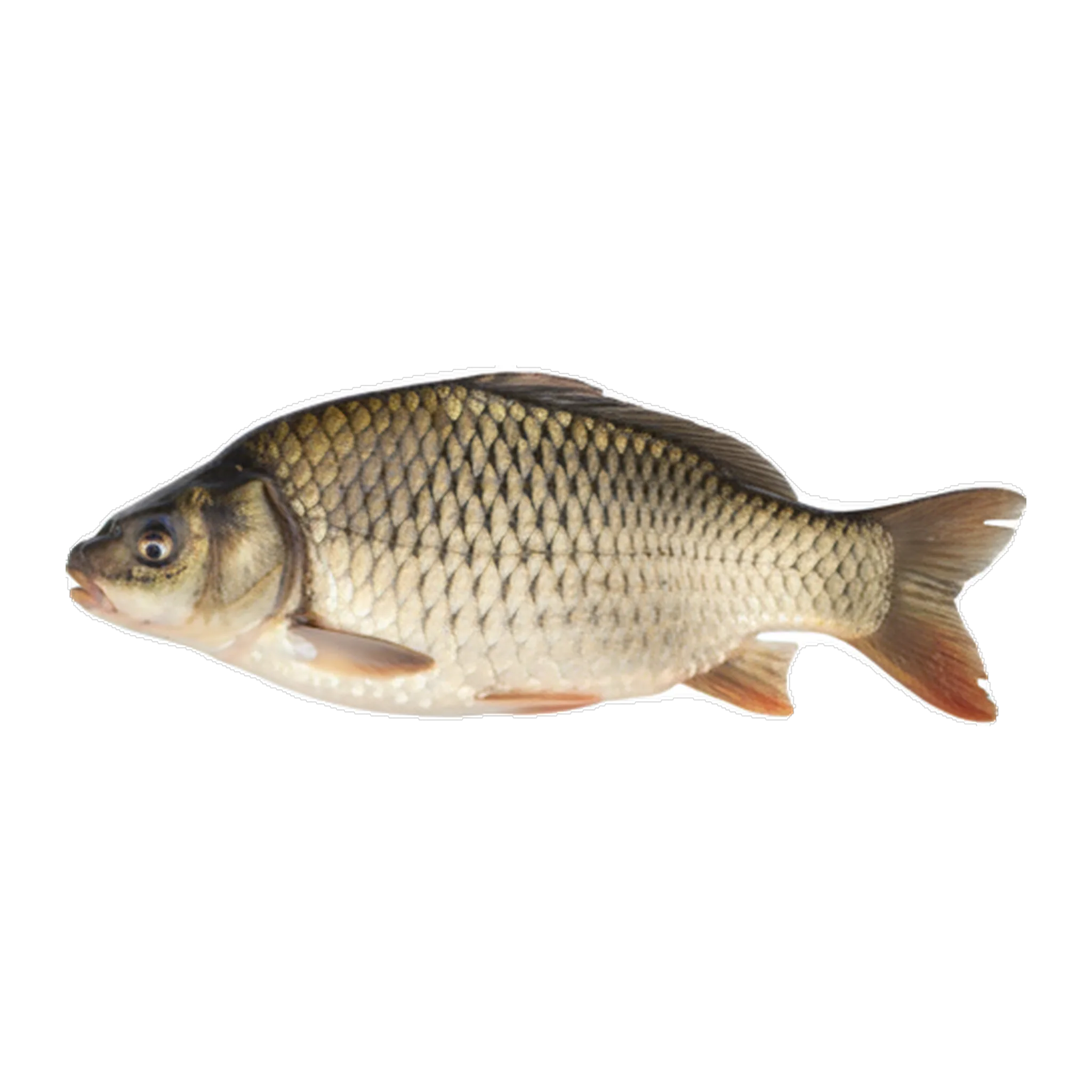 The original catch