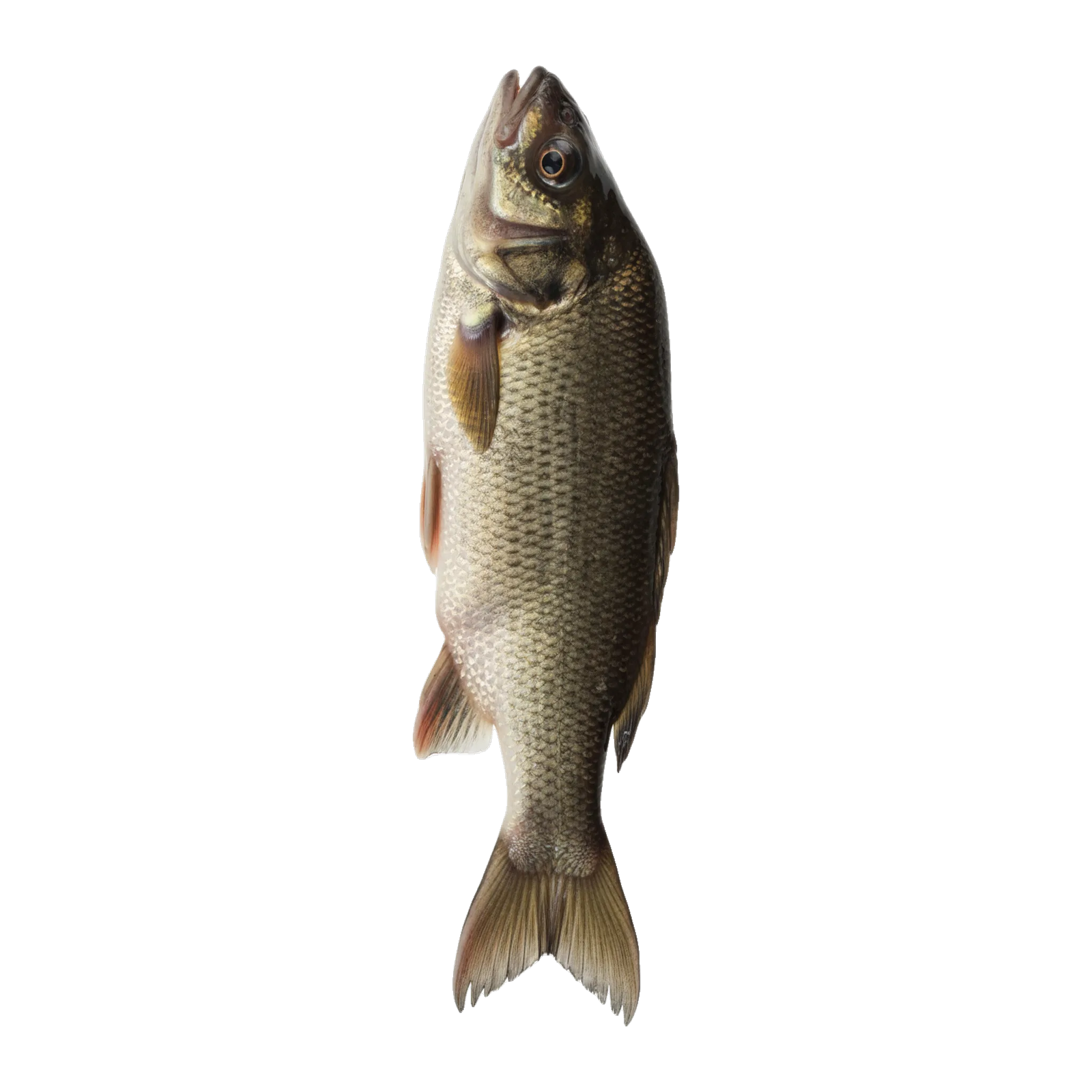 The original catch
