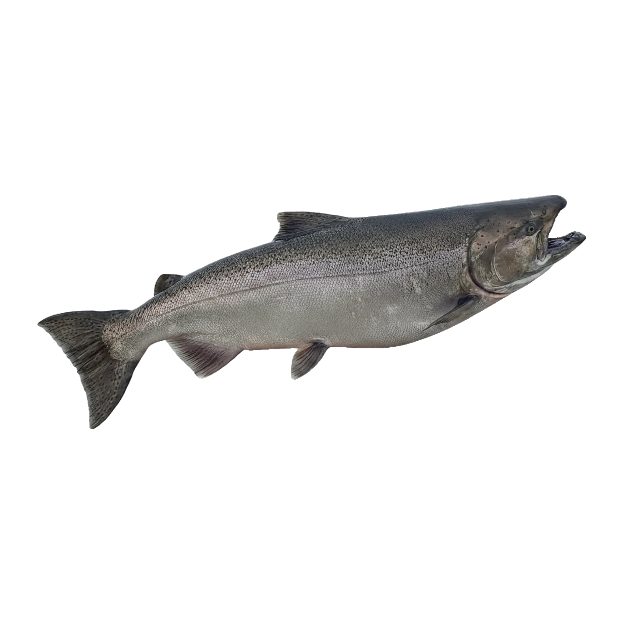 The original catch