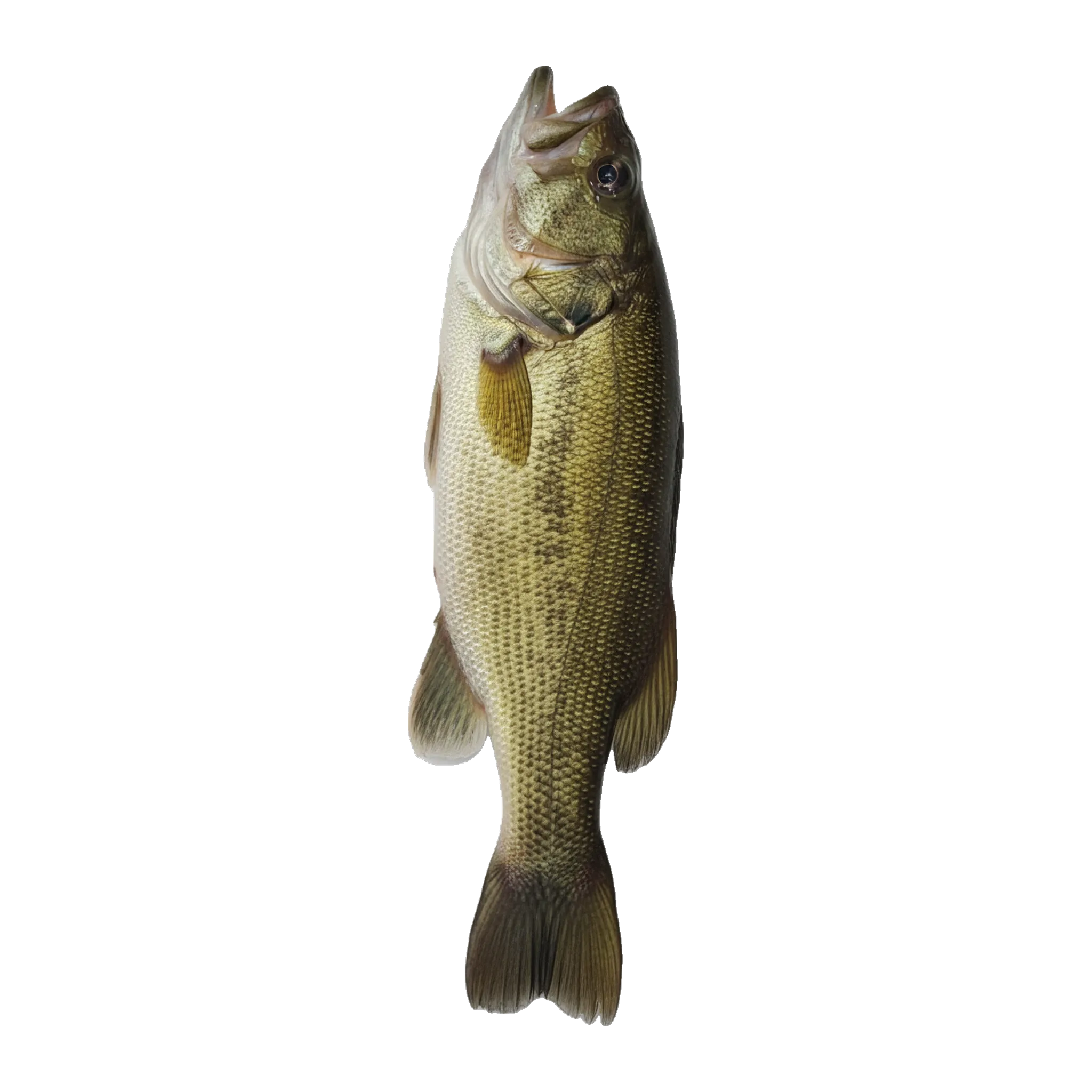 The original catch