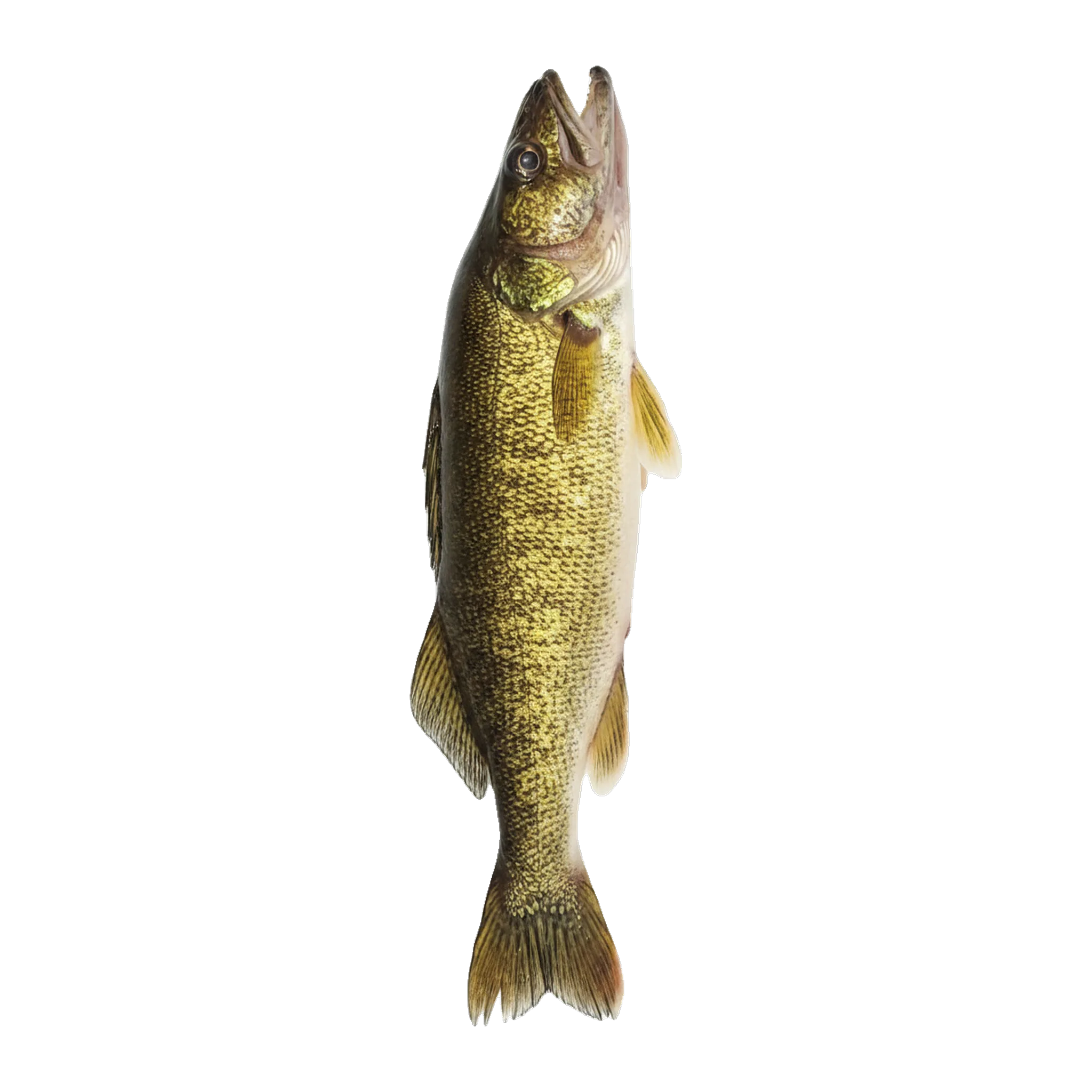 The original catch