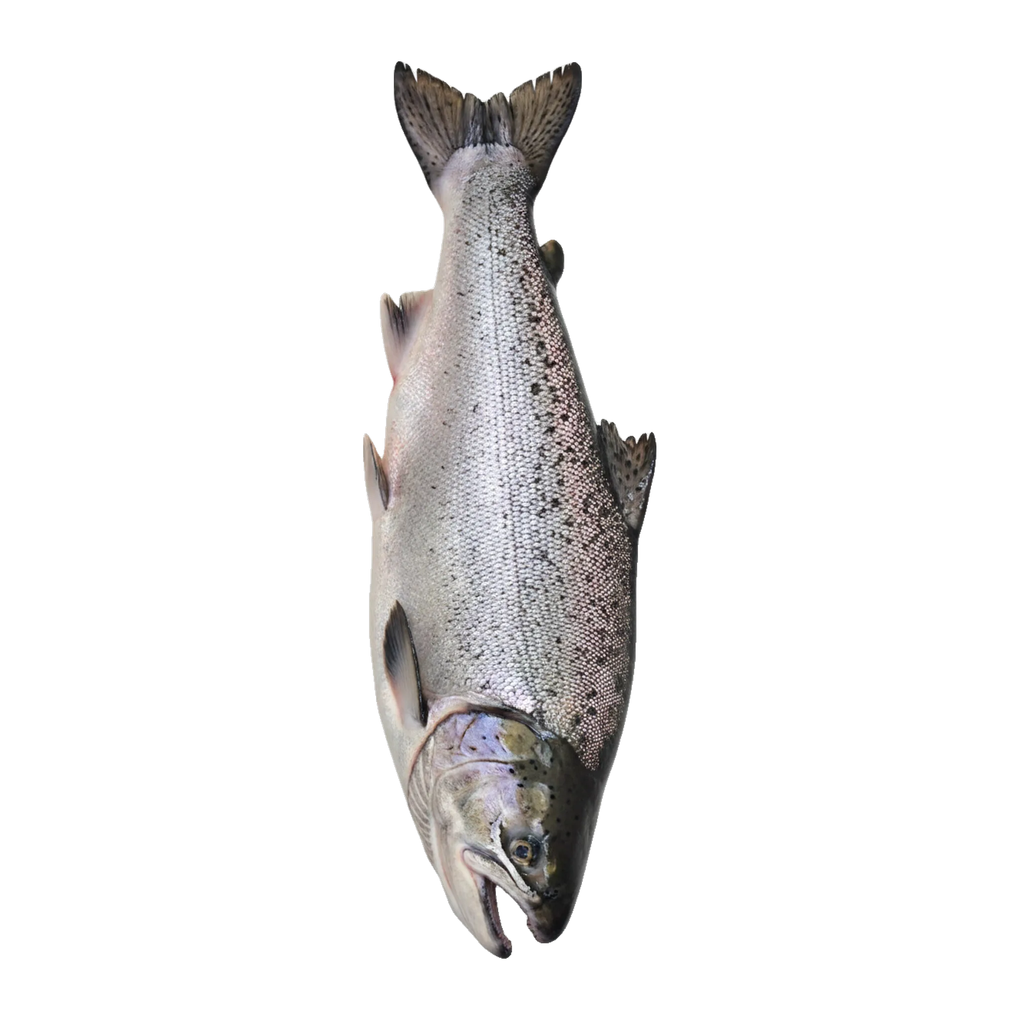 The original catch