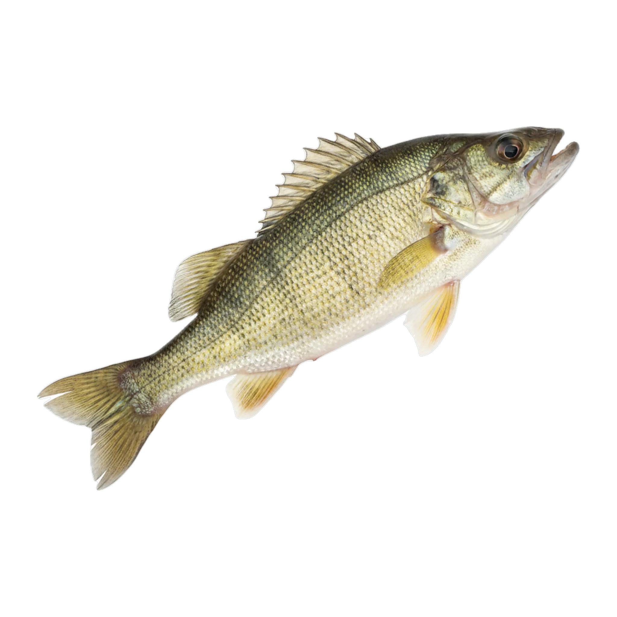 The original catch