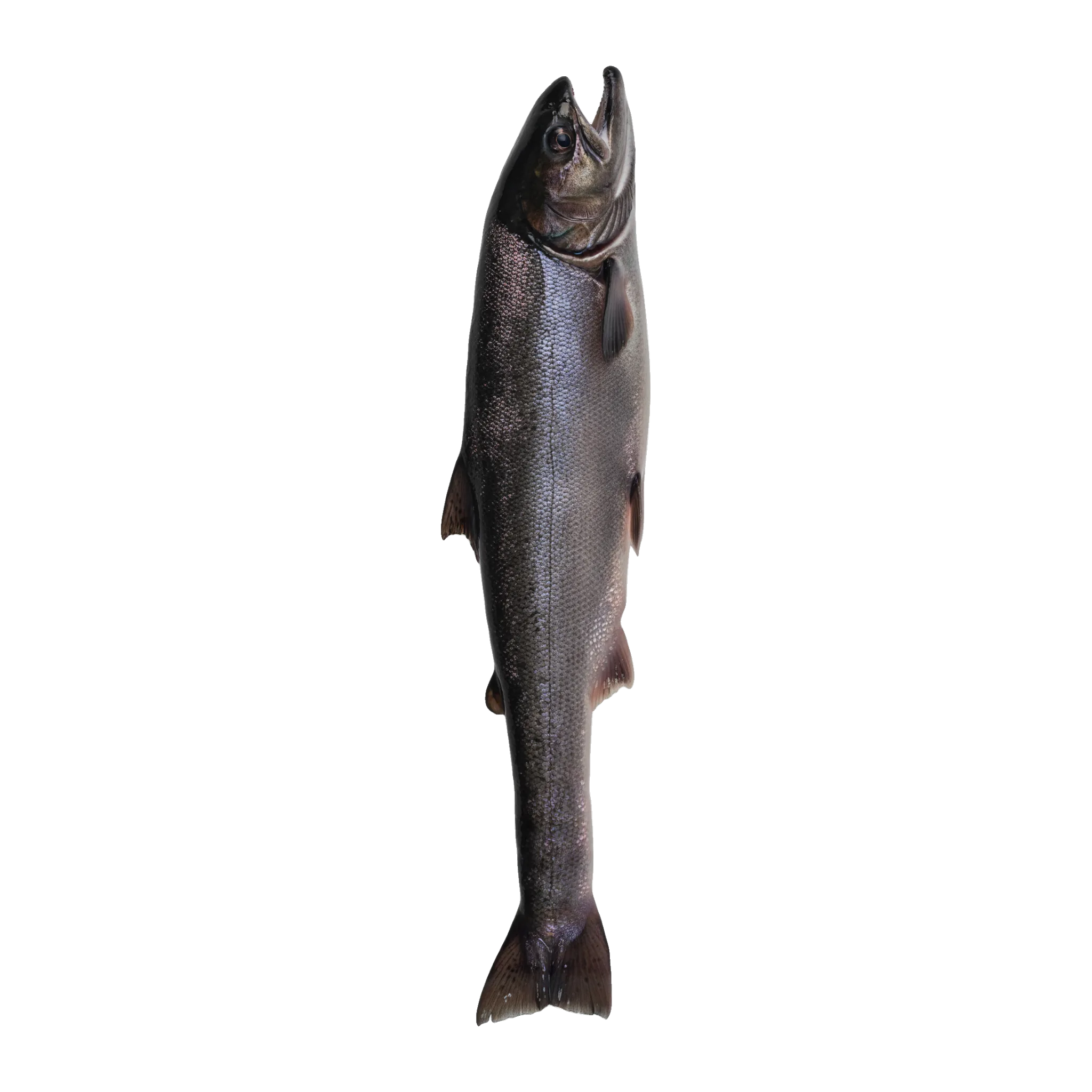 The original catch