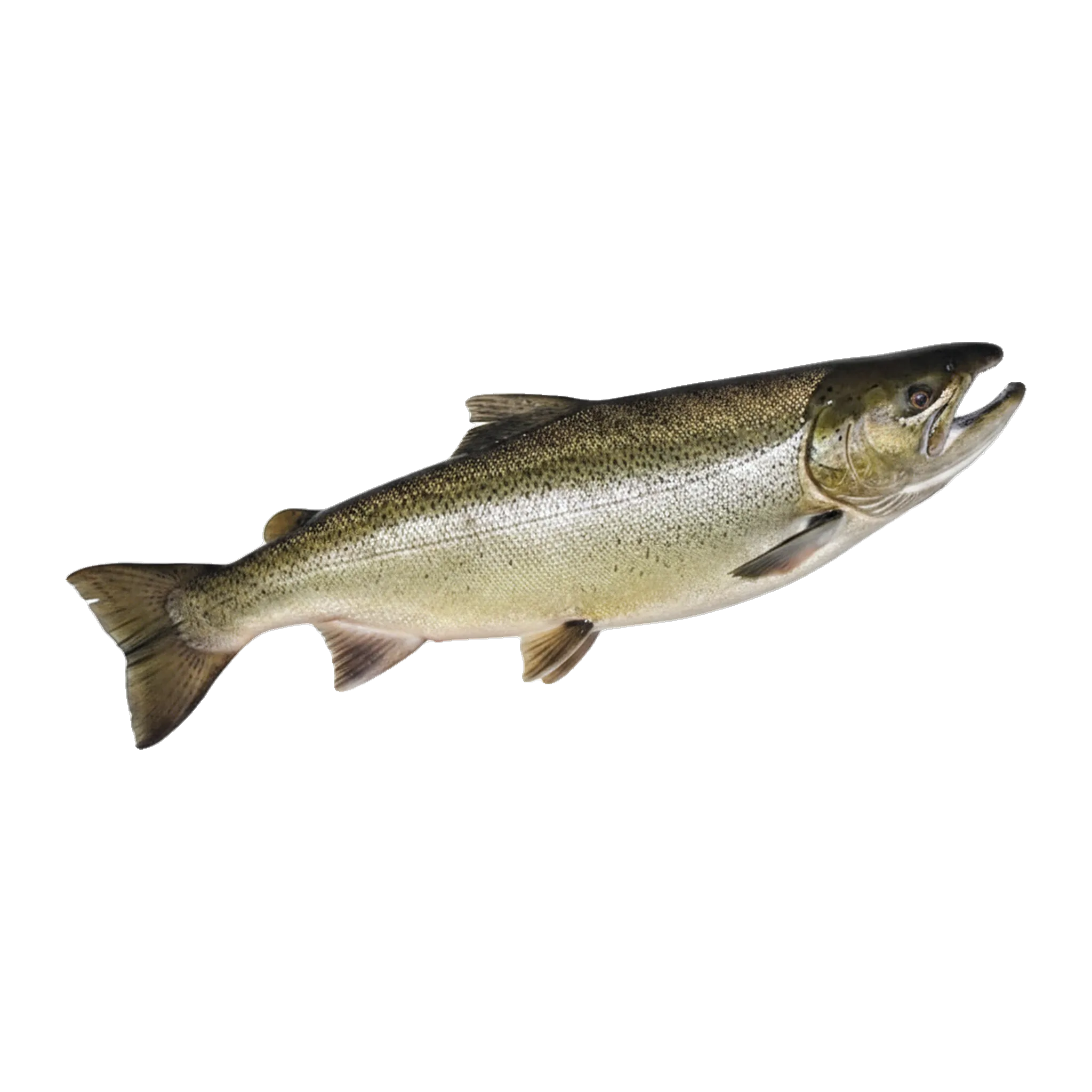 The original catch