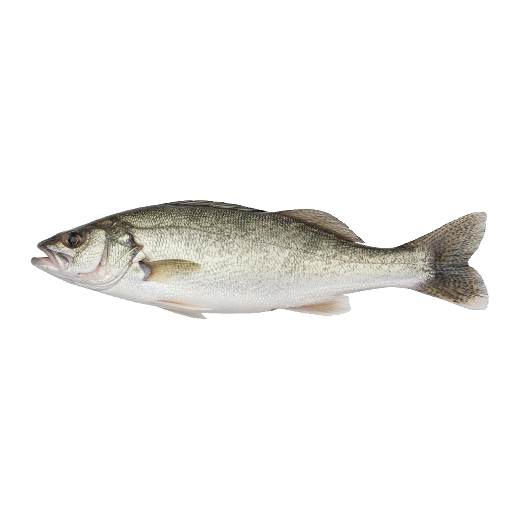 The original catch