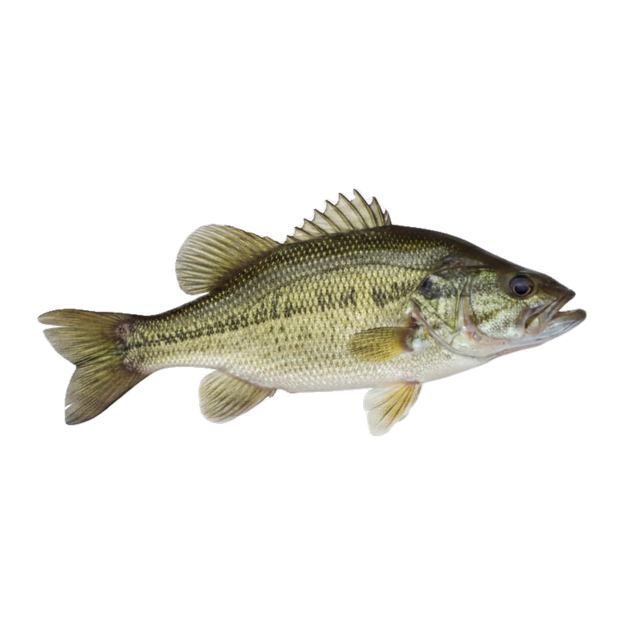 The original catch