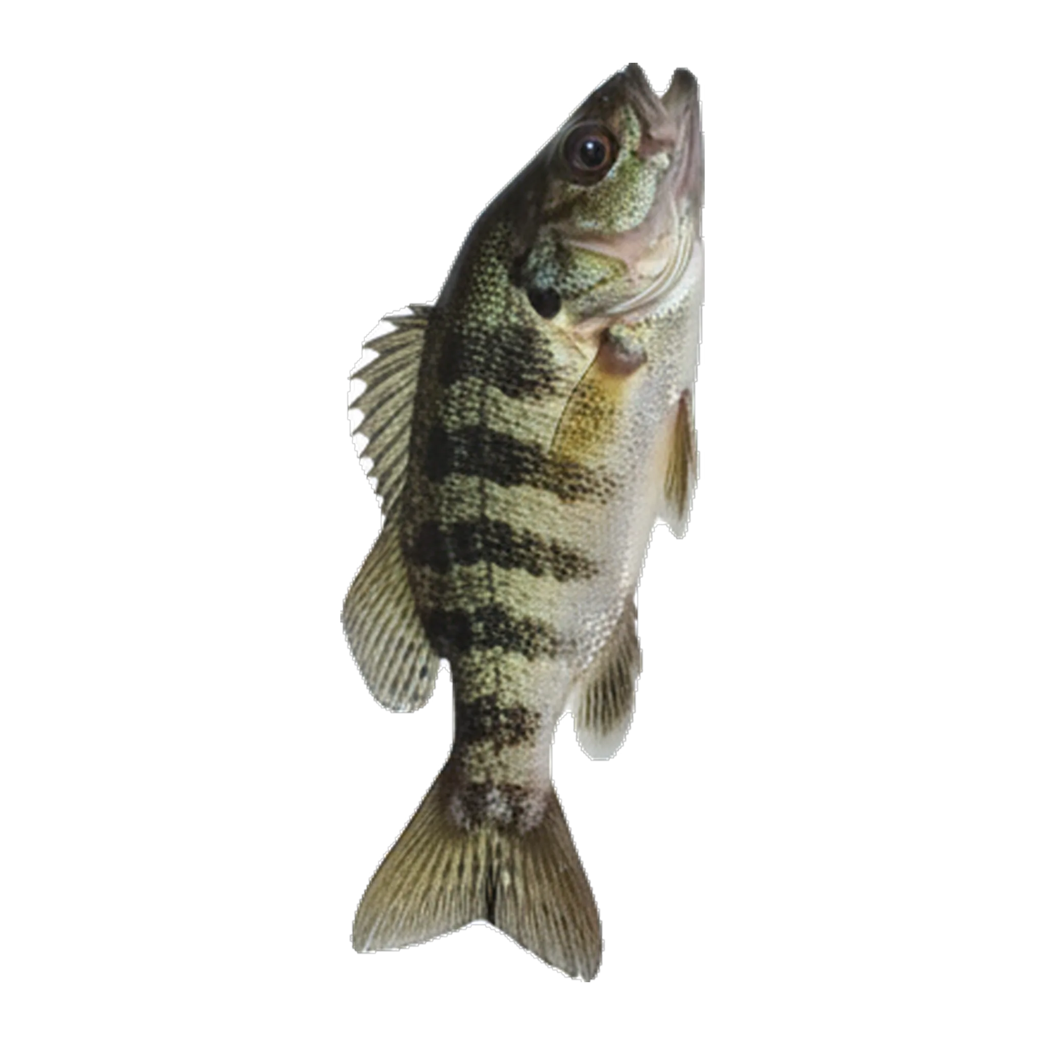 The original catch