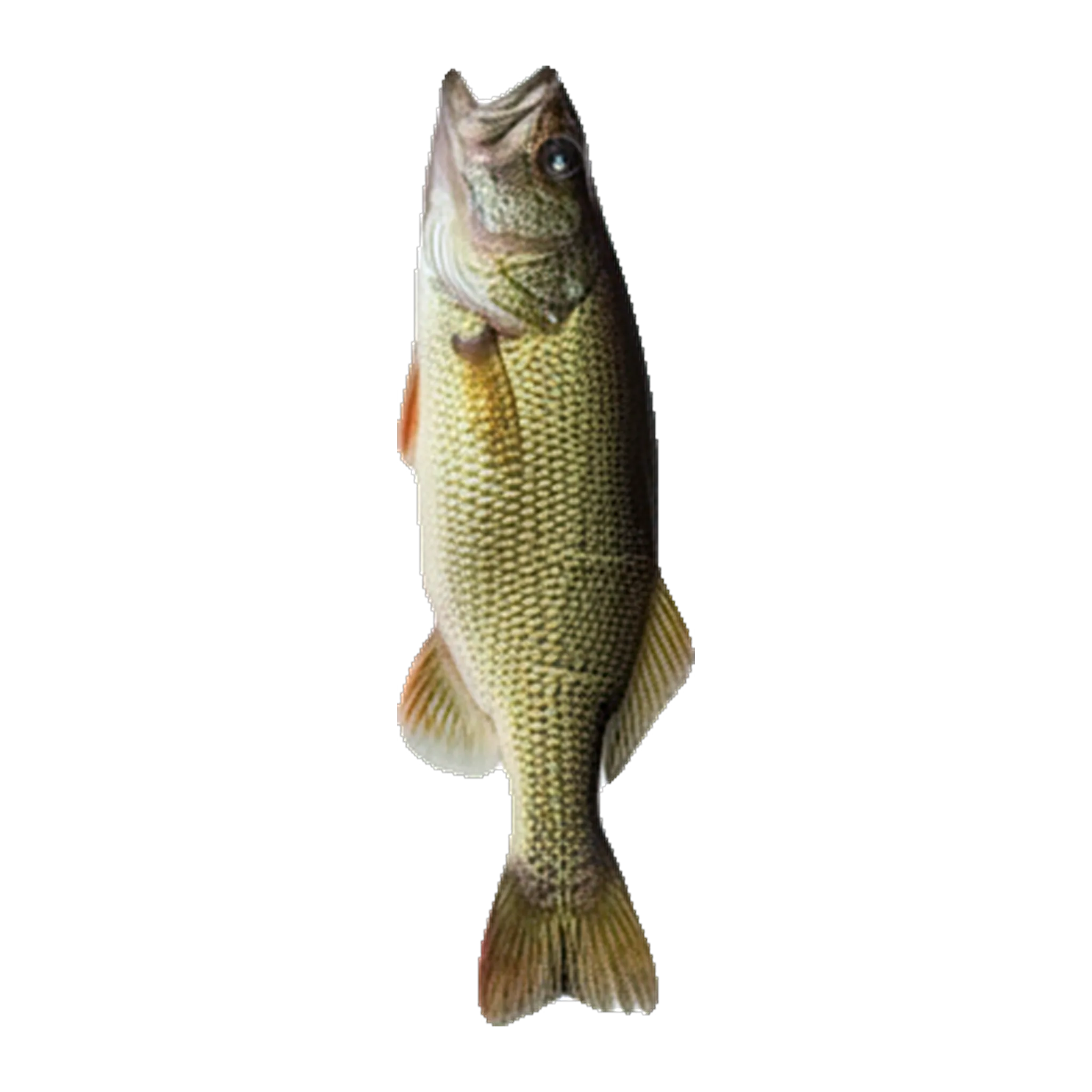 The original catch