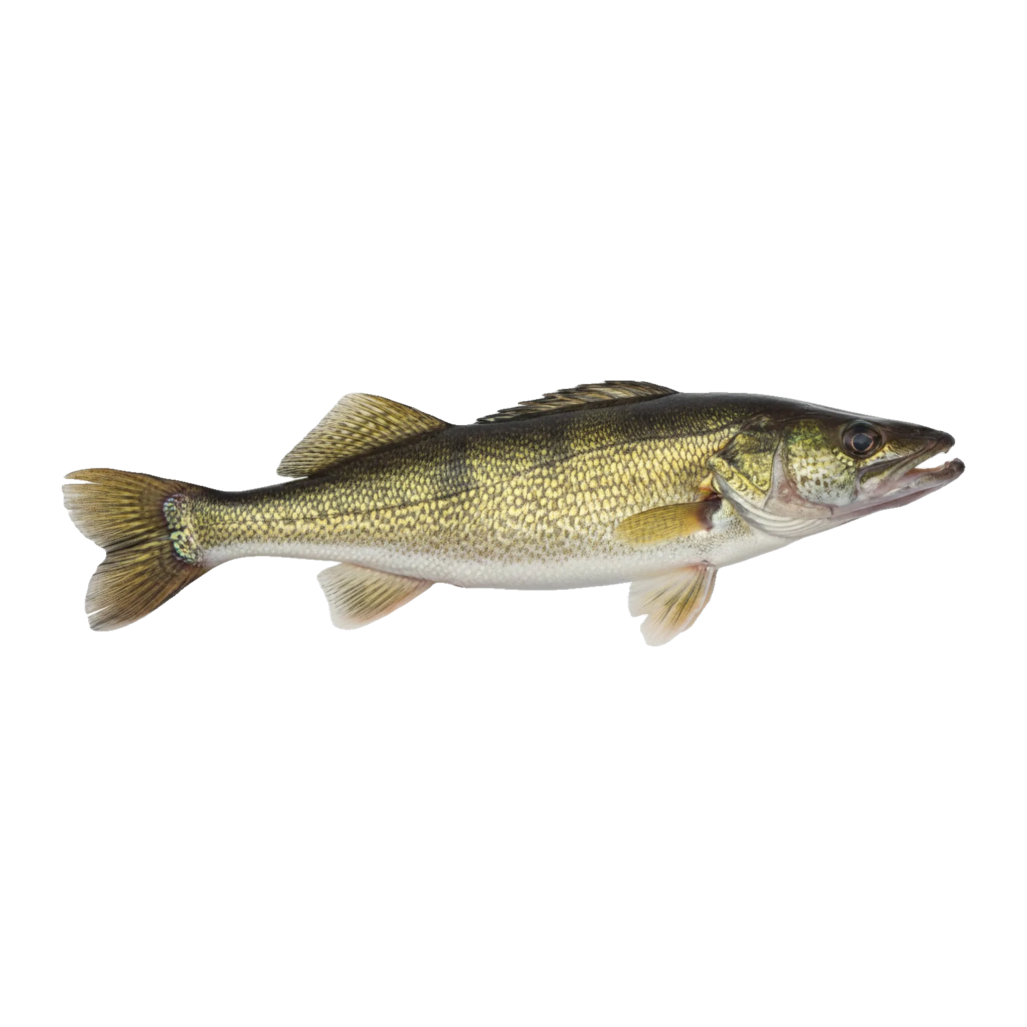 The original catch